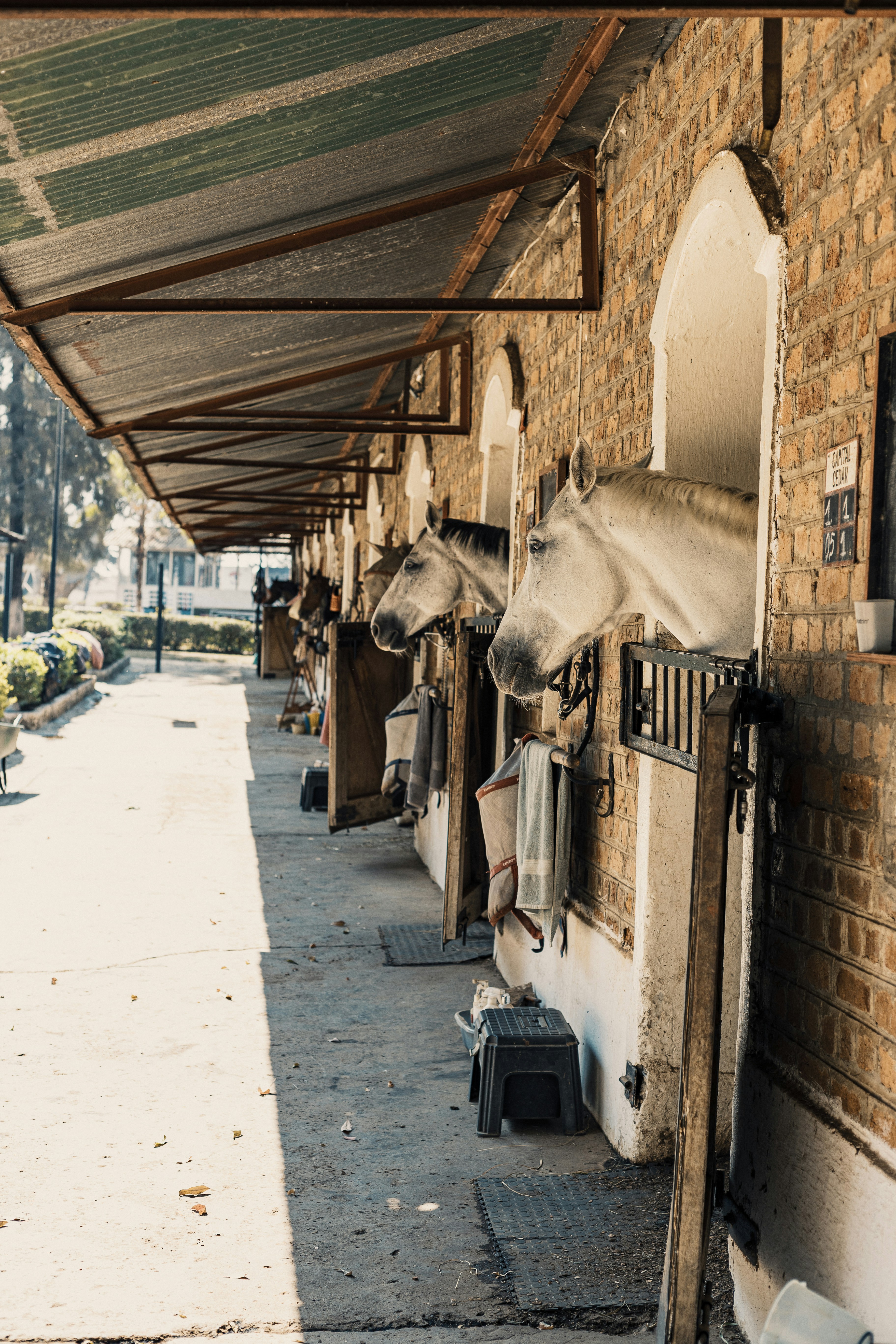 Pferde lugen aus ihren Boxen in einem Stall.