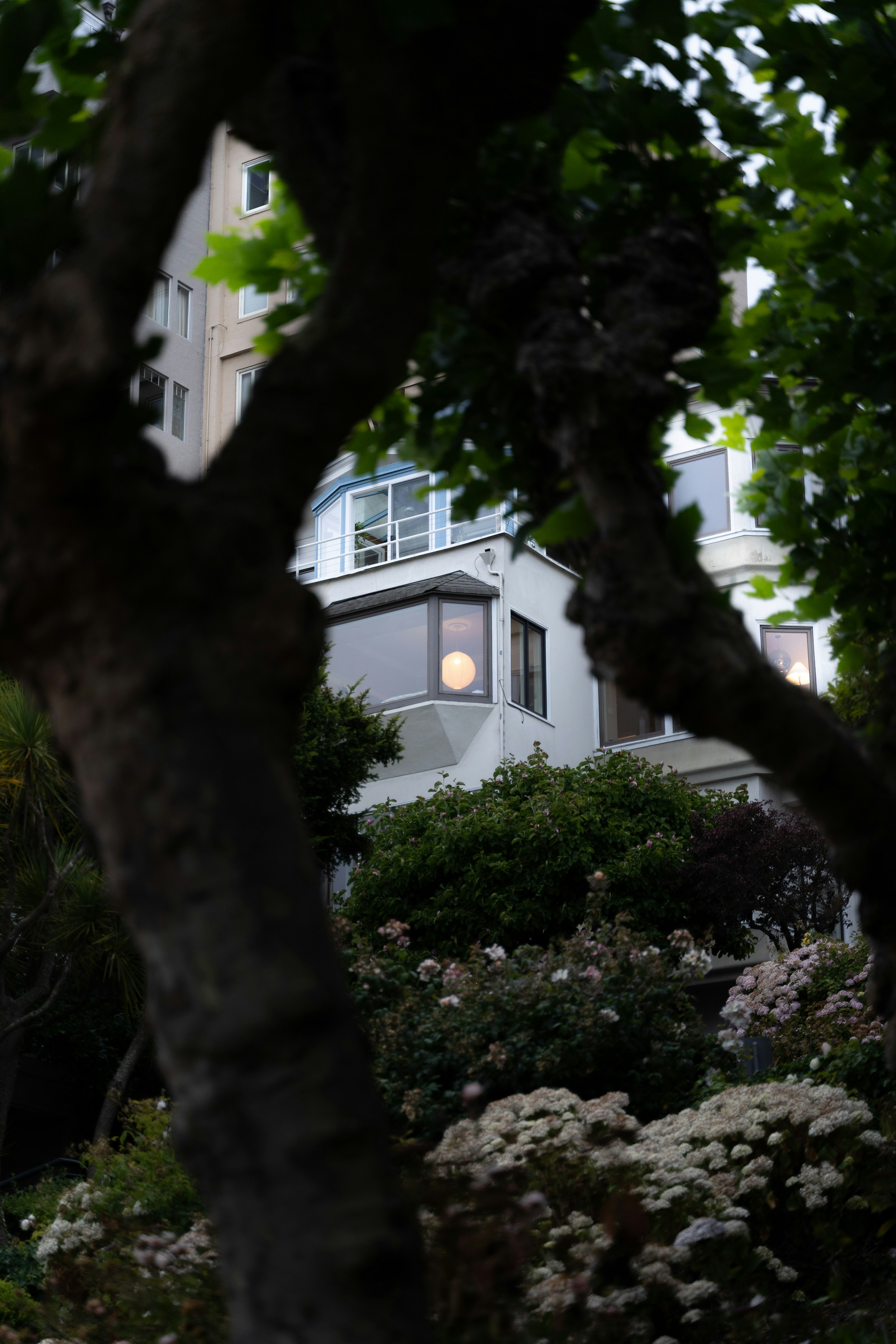A house is seen through a tree's branches.