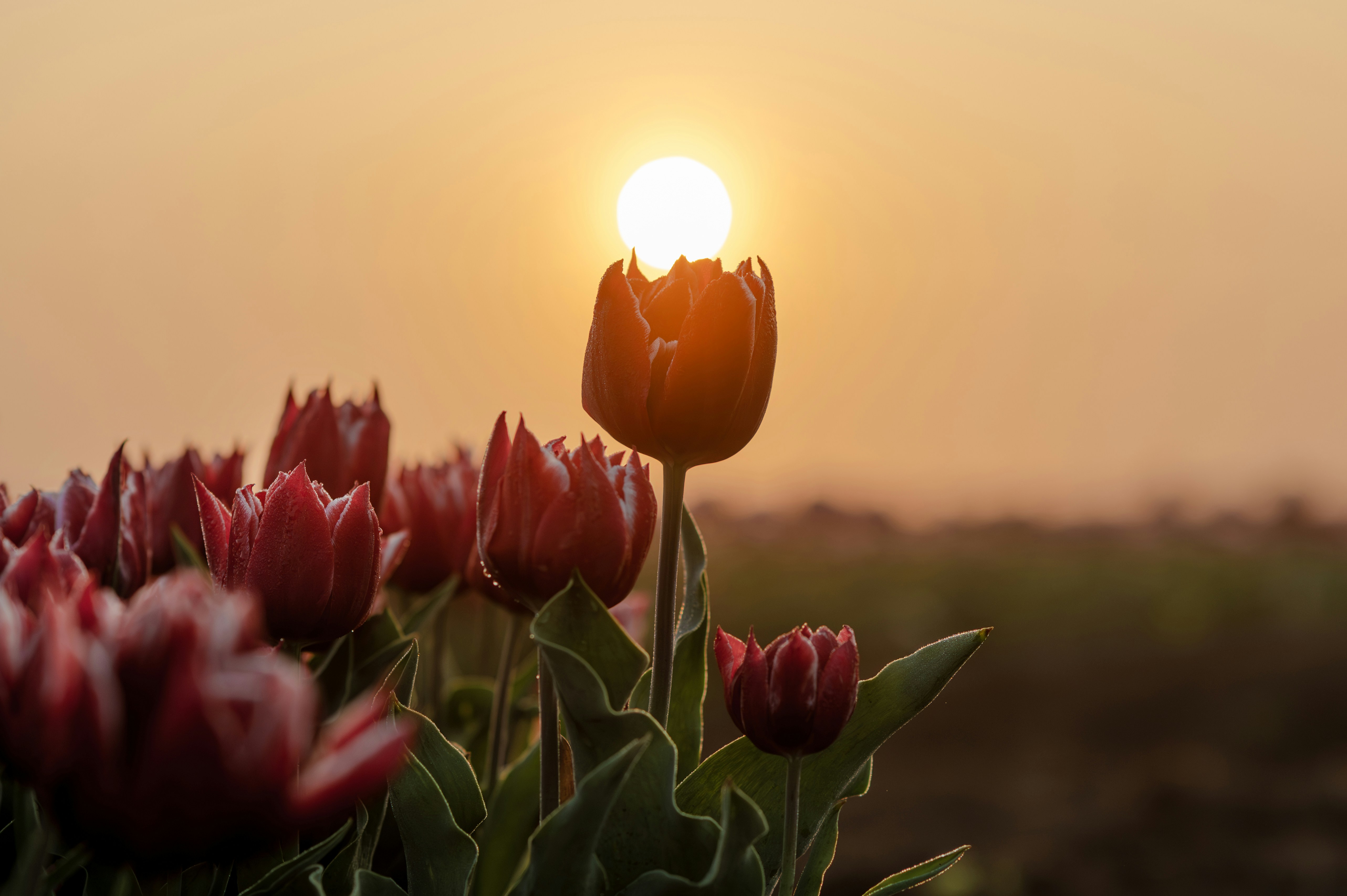 Tulips bloom in the sunlight at sunset. photo – Free Flower Image on  Unsplash, image size:3000x1996