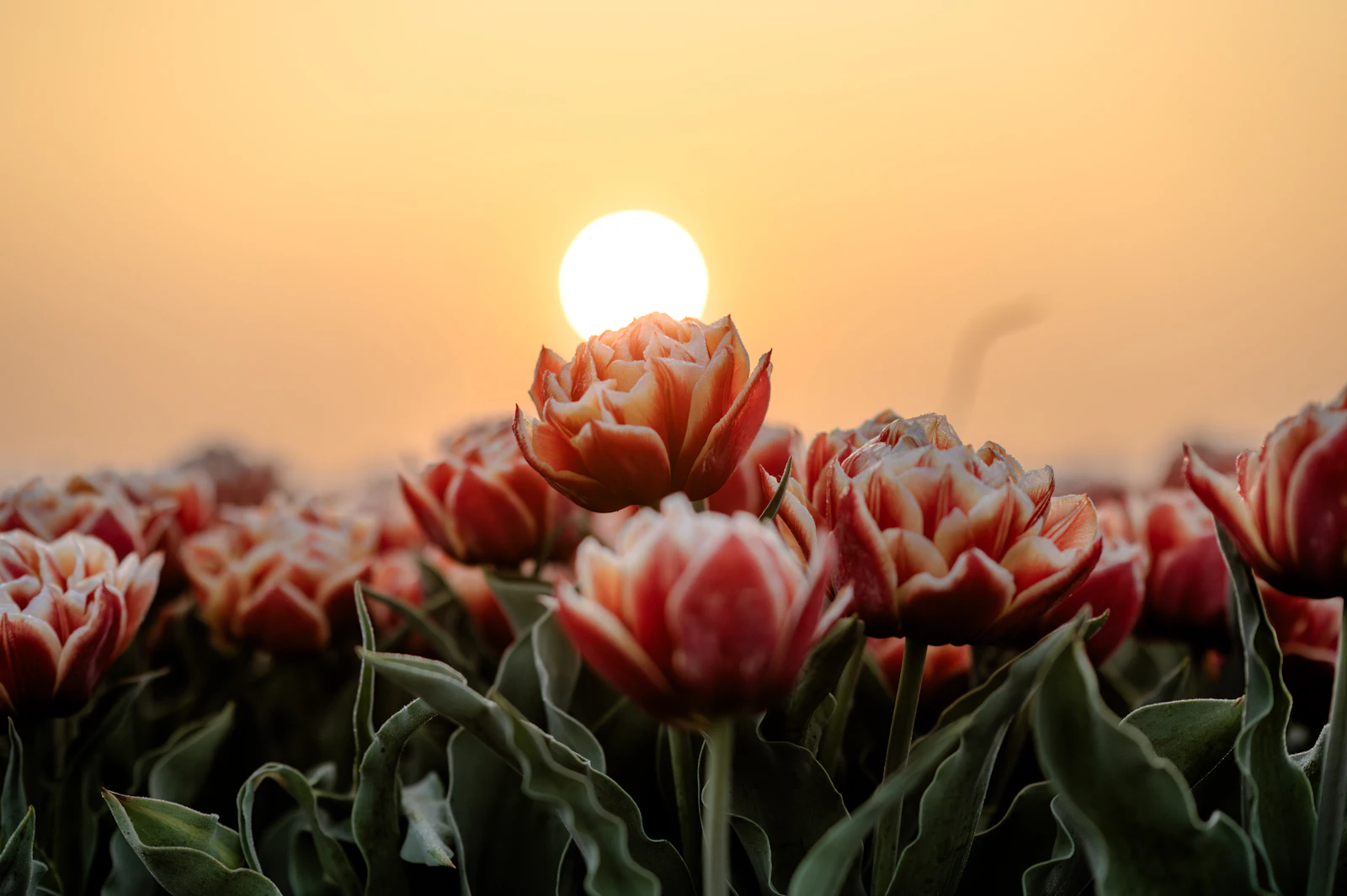 Red and white tulips in a Dutch bulb field glowing under a low orange sun during tulip season