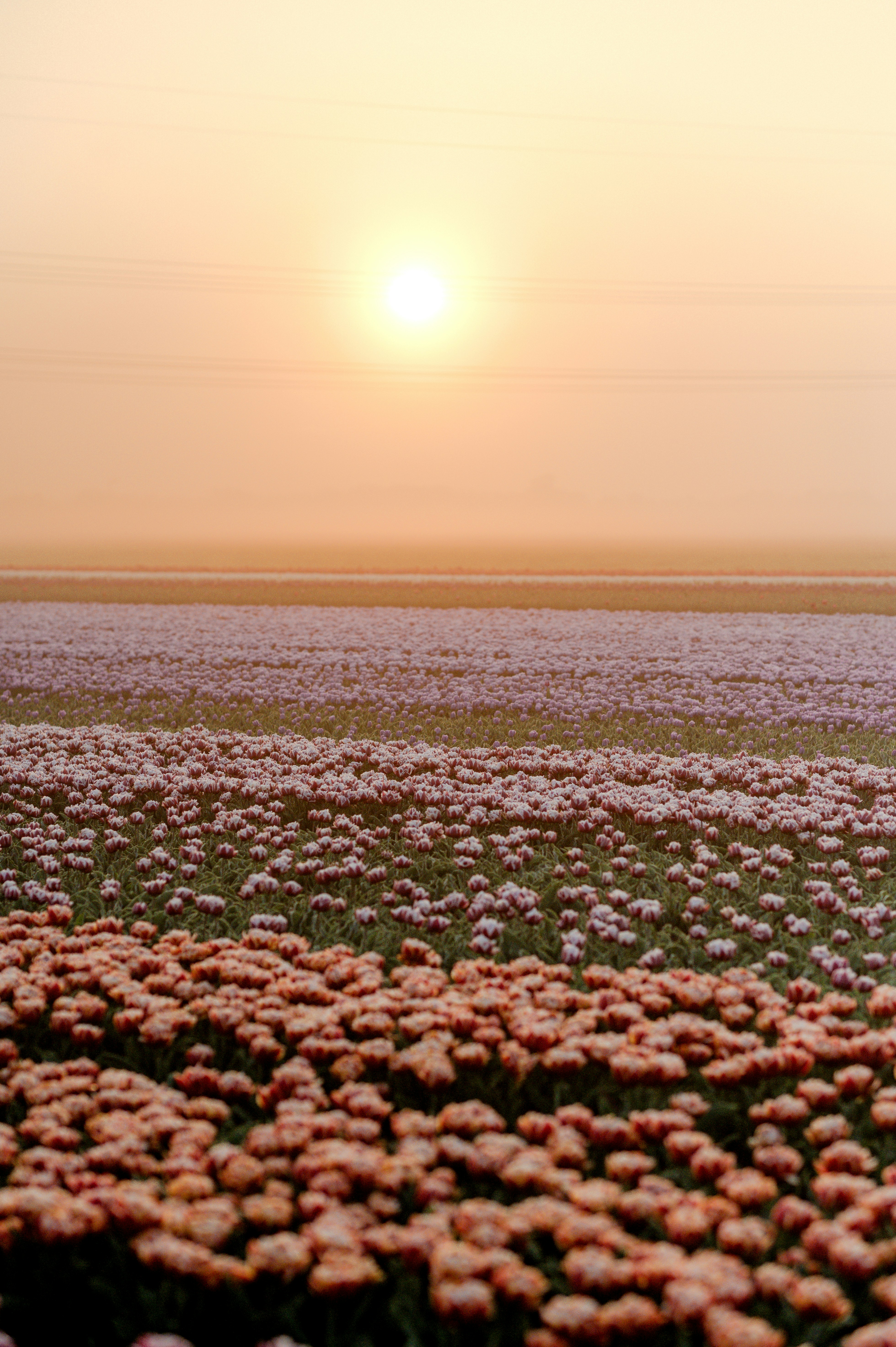 Field of flowers under a glowing sunset.