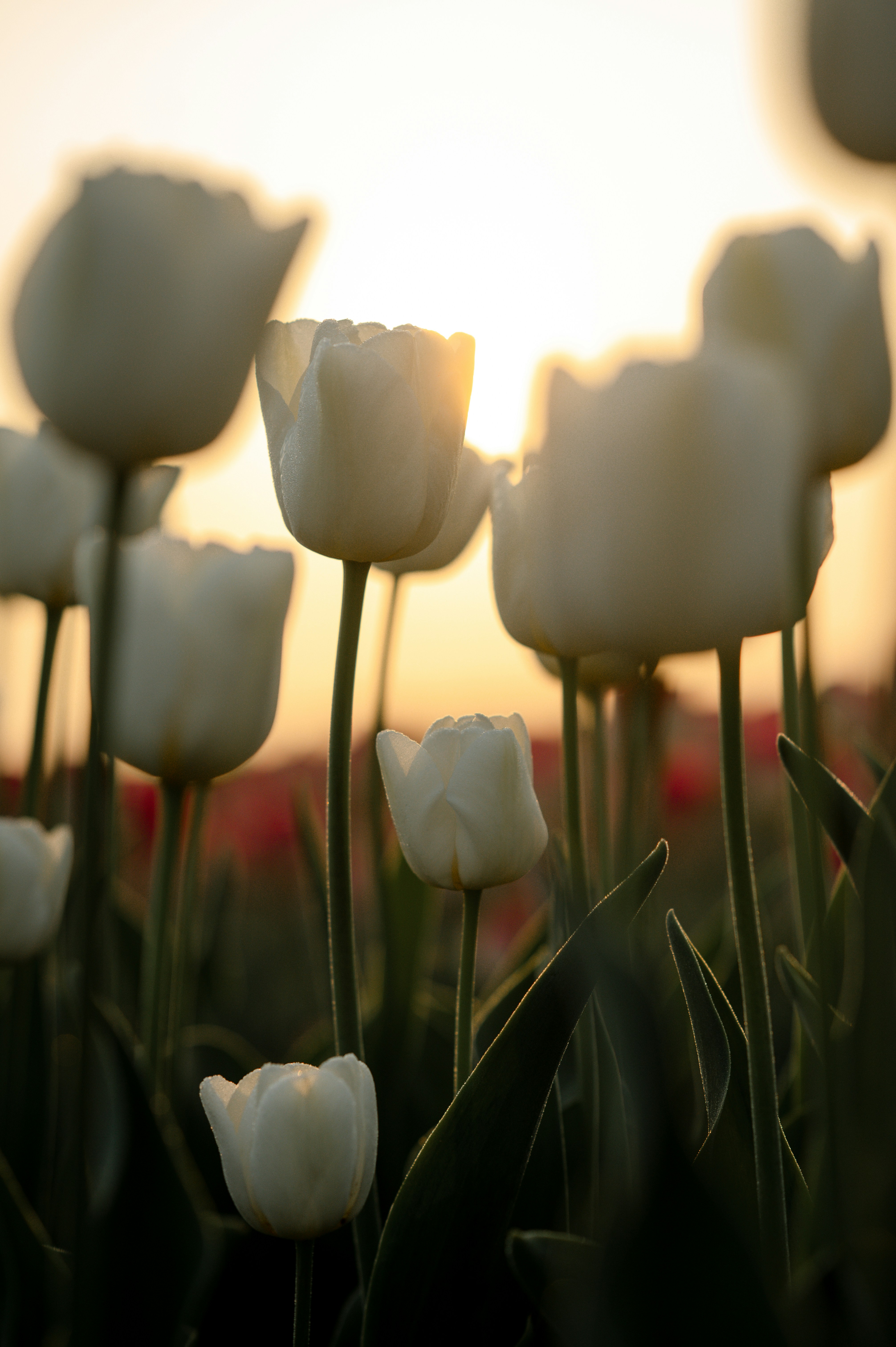 White tulips shine in the golden sunset.
