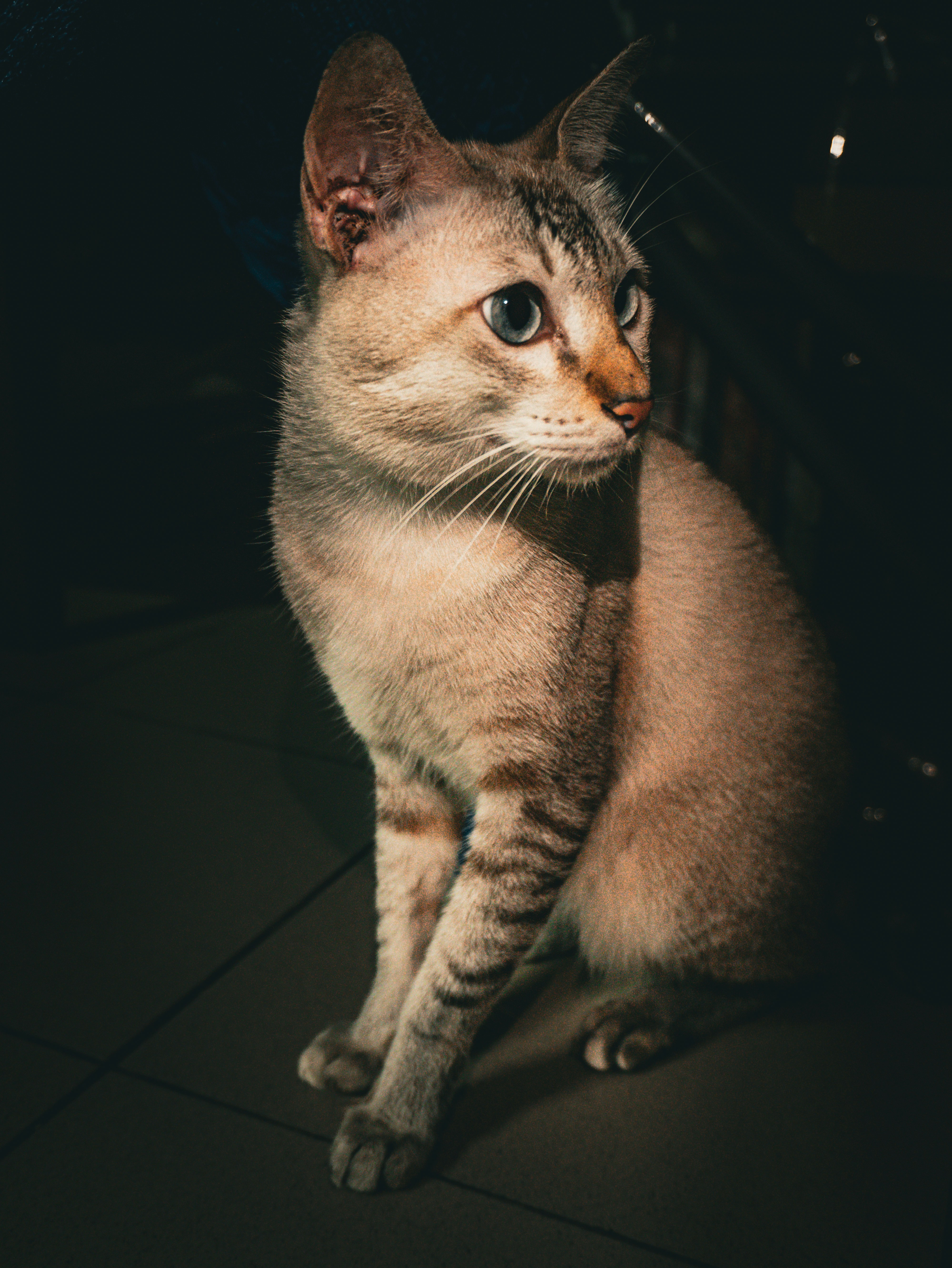 photo-1752977471538-51f3b9066587?ixid=M3wxMjA3fDB8MXxzZWFyY2h8Nnx8Y2liYWl8ZW58MHx8fHwxNzU5MjM5MDU0fDA\u0026ixlib=rb-4.1.0