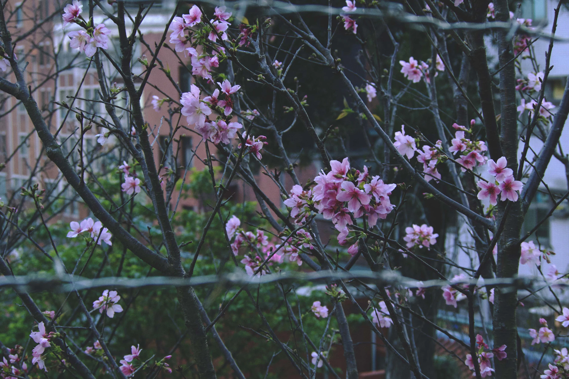 Cherry blossoms bloom against a building backdrop.