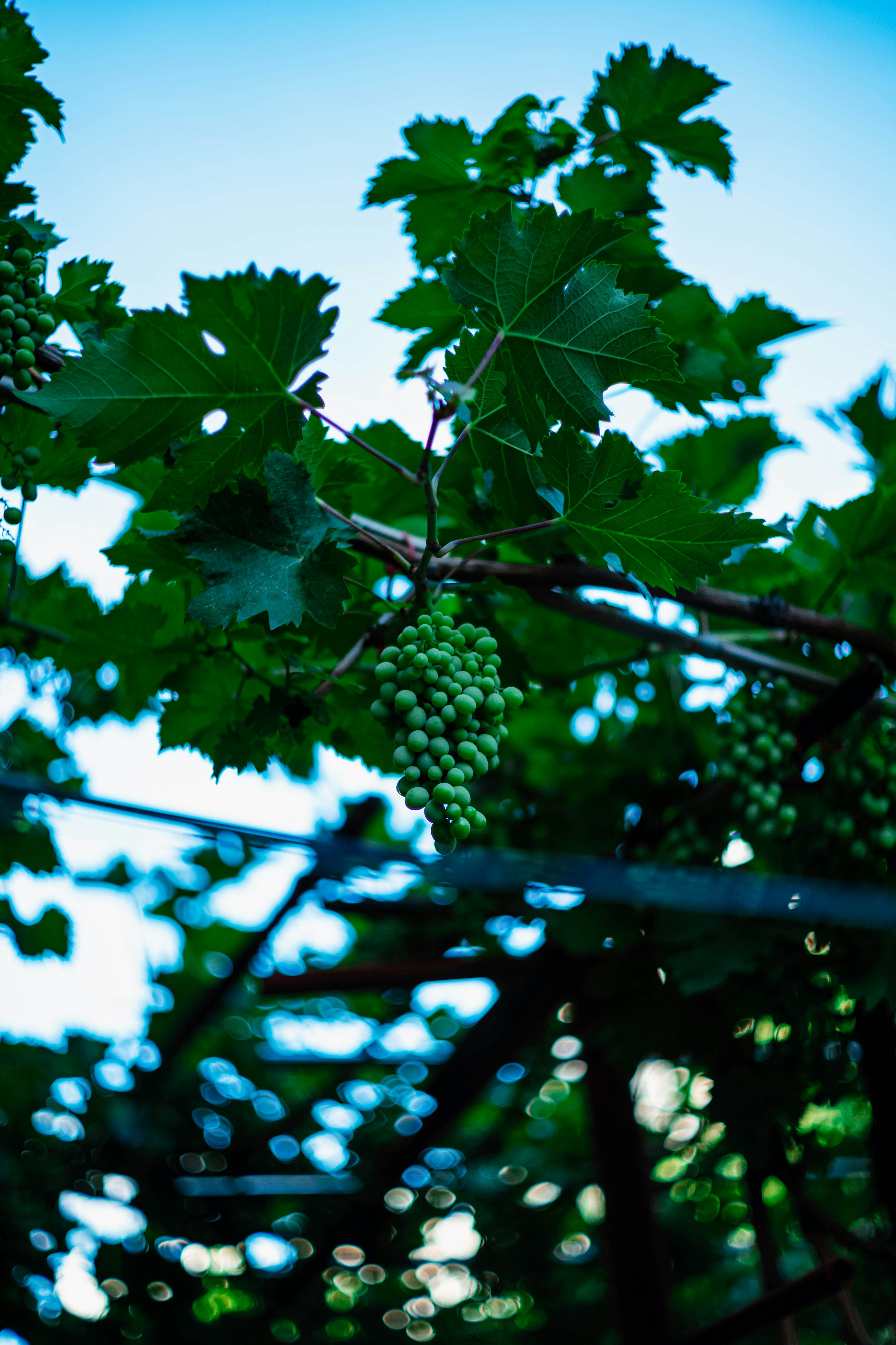 Photo by tommaomaoer