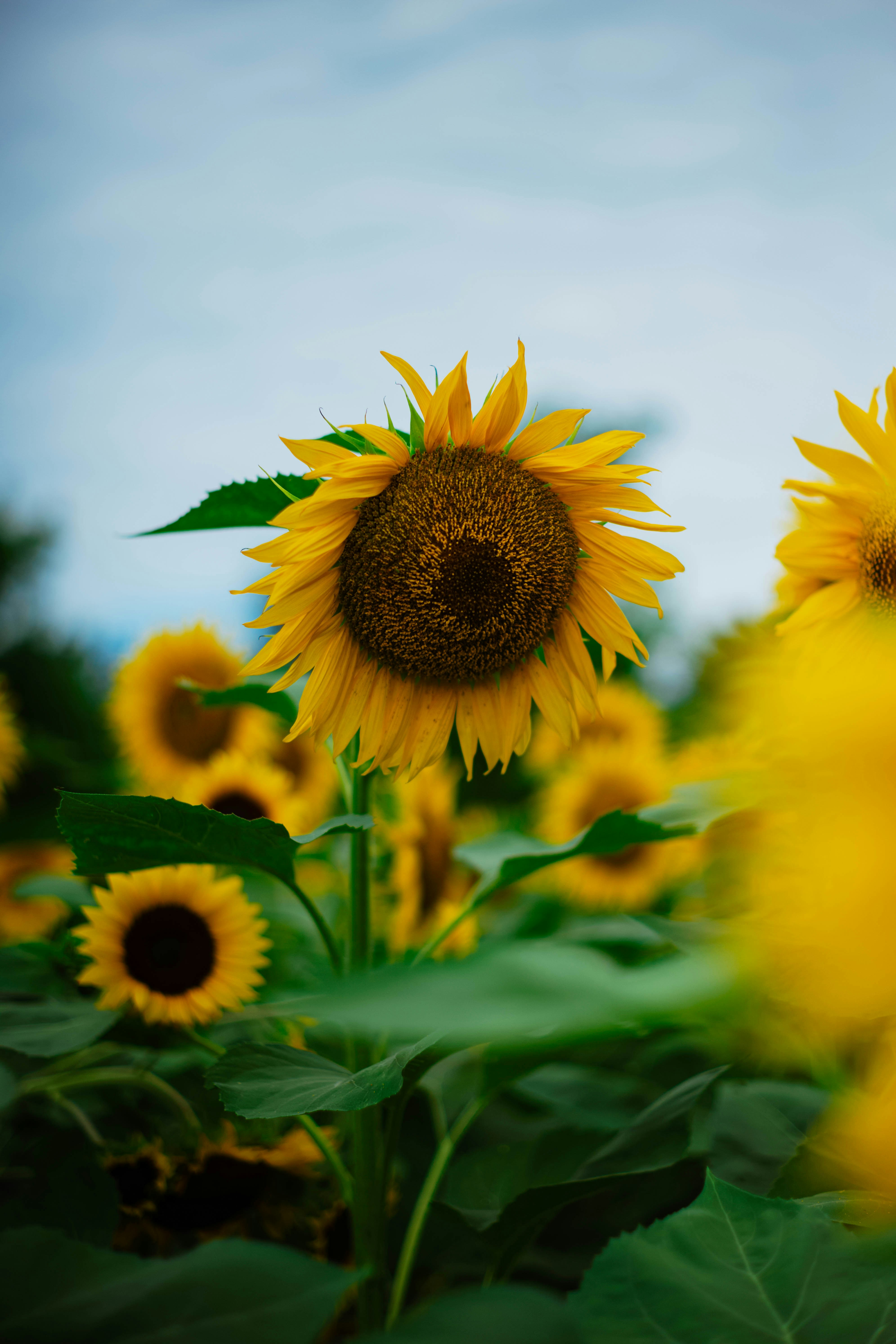 Photo by tommaomaoer