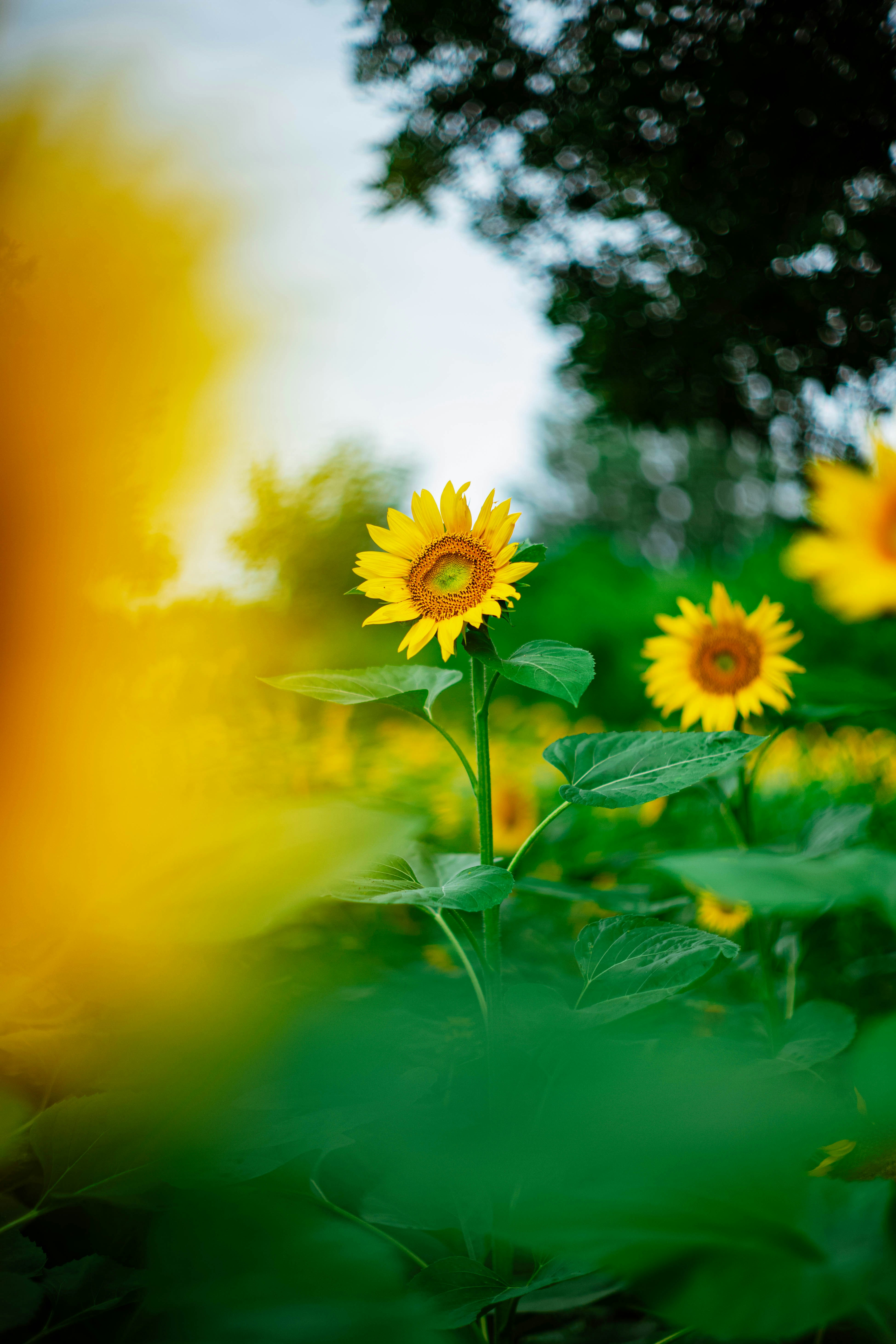 Photo by tommaomaoer