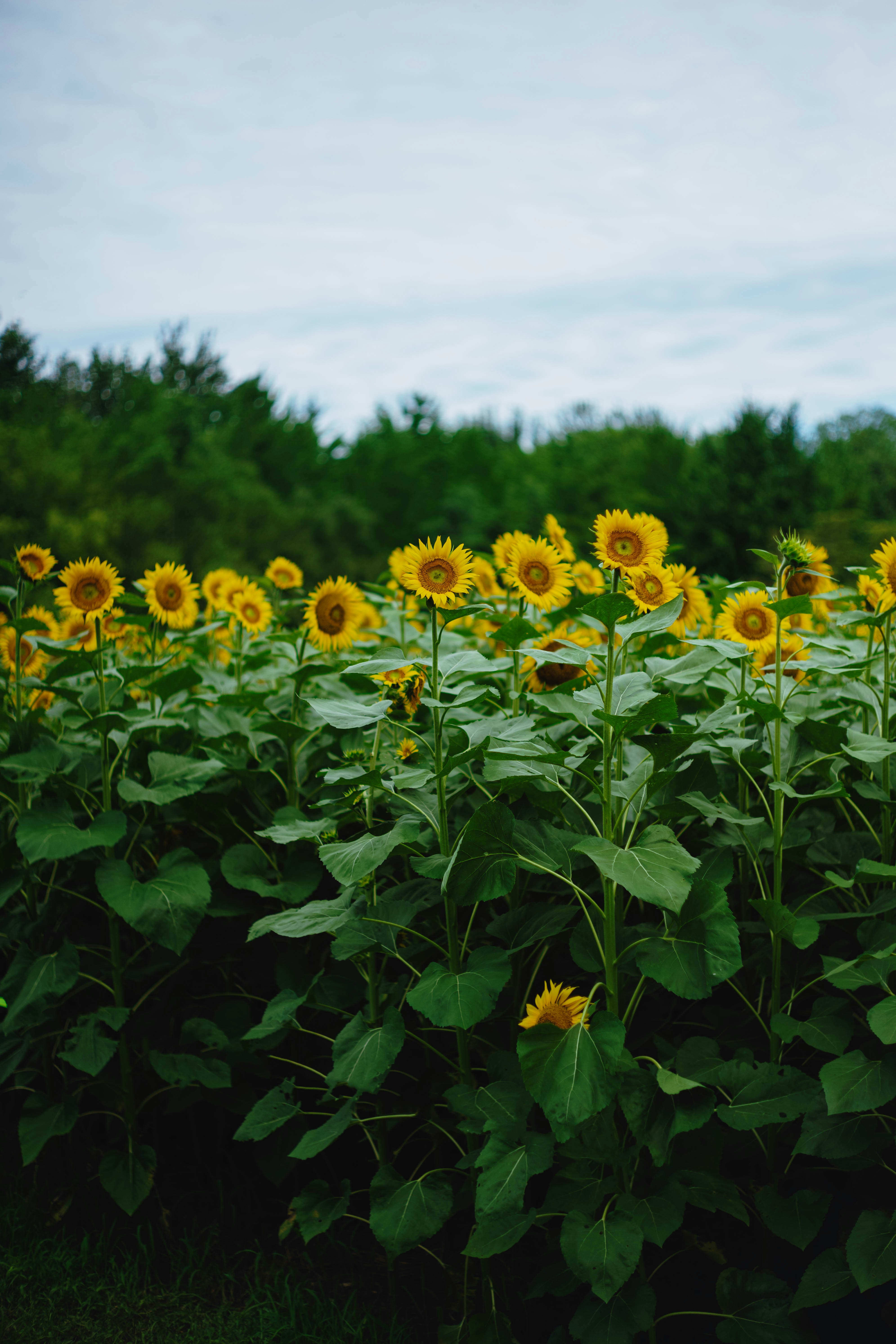 Photo by tommaomaoer