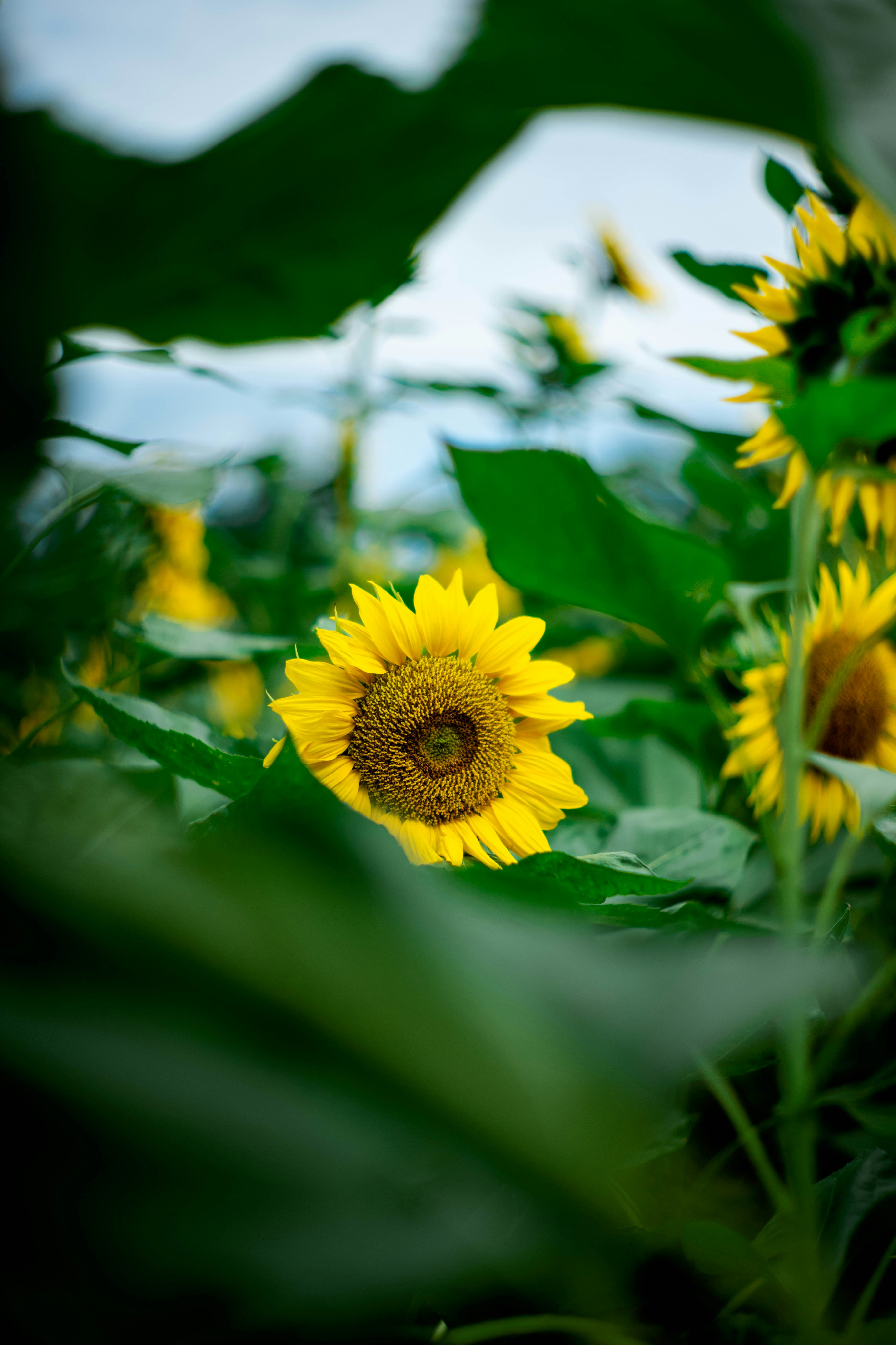 Photo by tommaomaoer