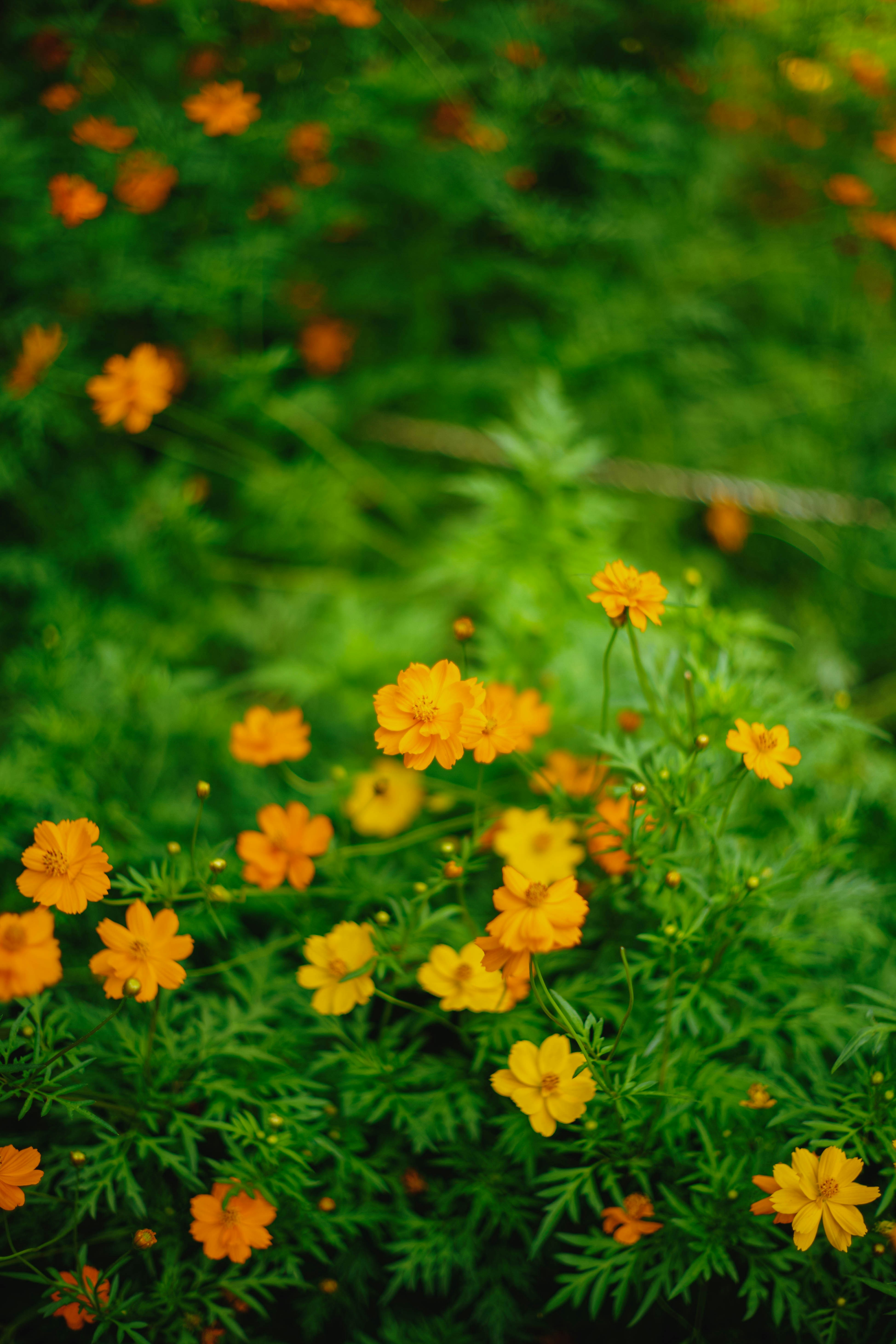 Photo by tommaomaoer