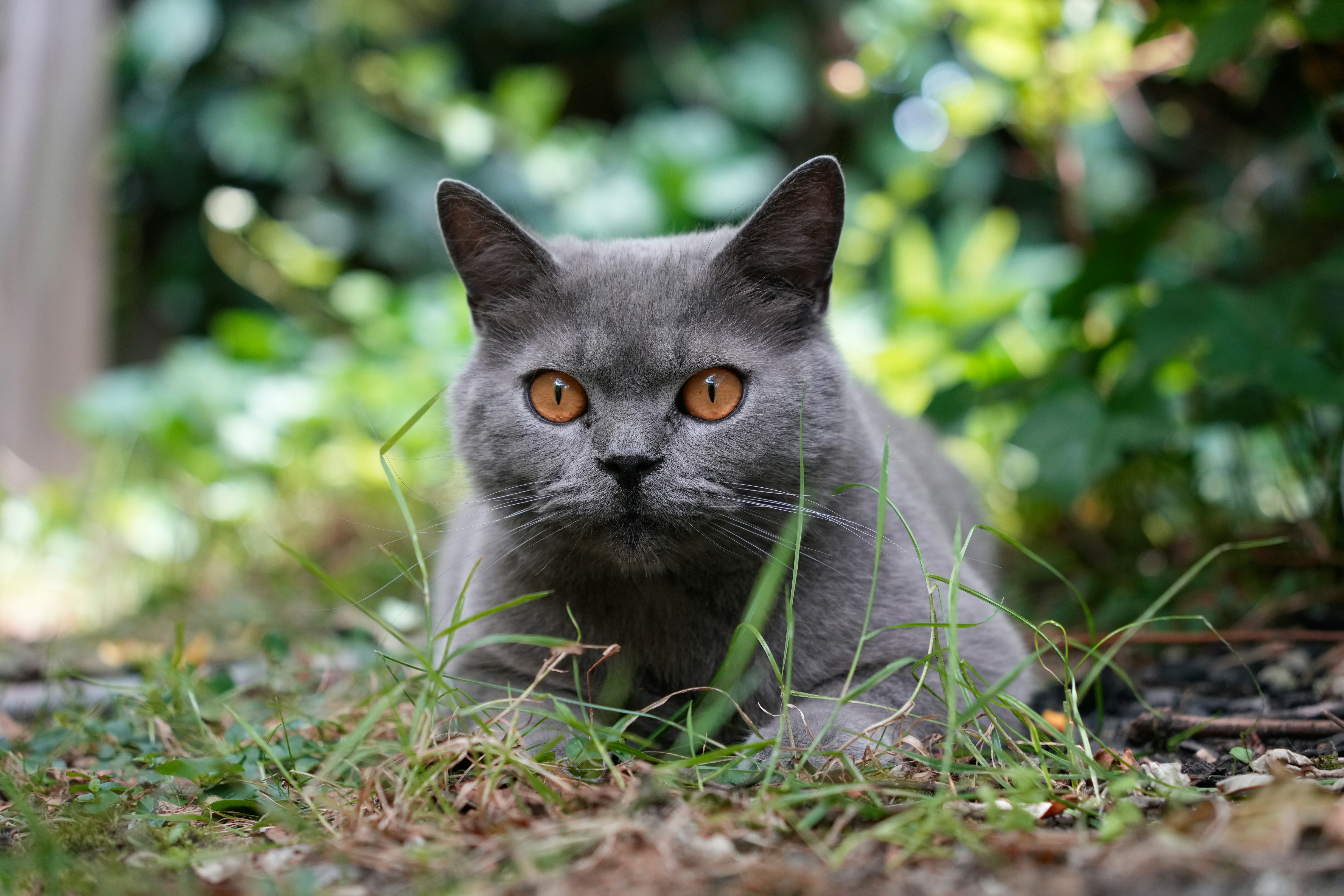 Photo by oscarfickel3