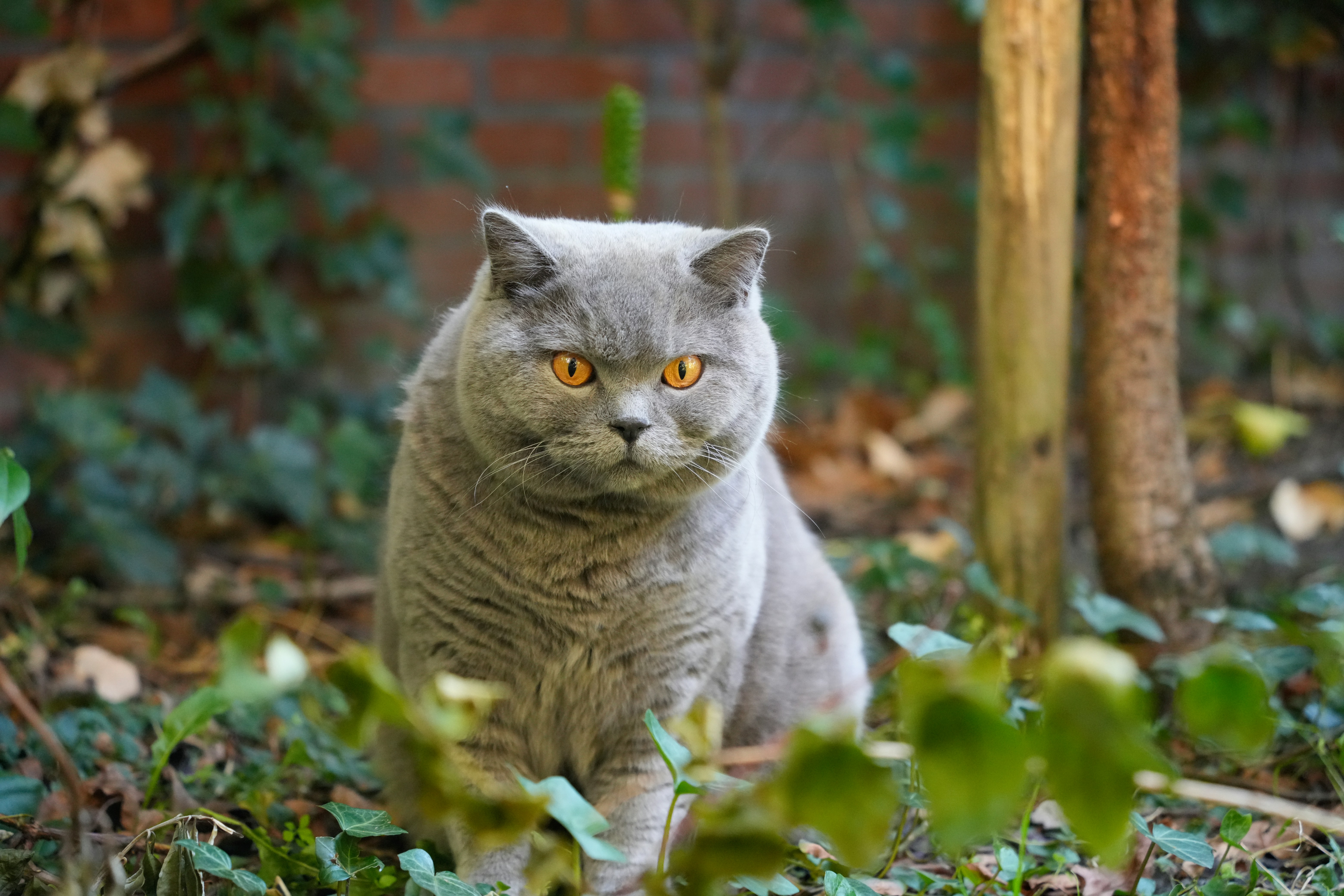 회색 고양이 한 마리가 카메라를 뚫어지게 쳐다보고 있다. 사진 – Unsplash의 무료 고양이 이미지, image size:3000x2000