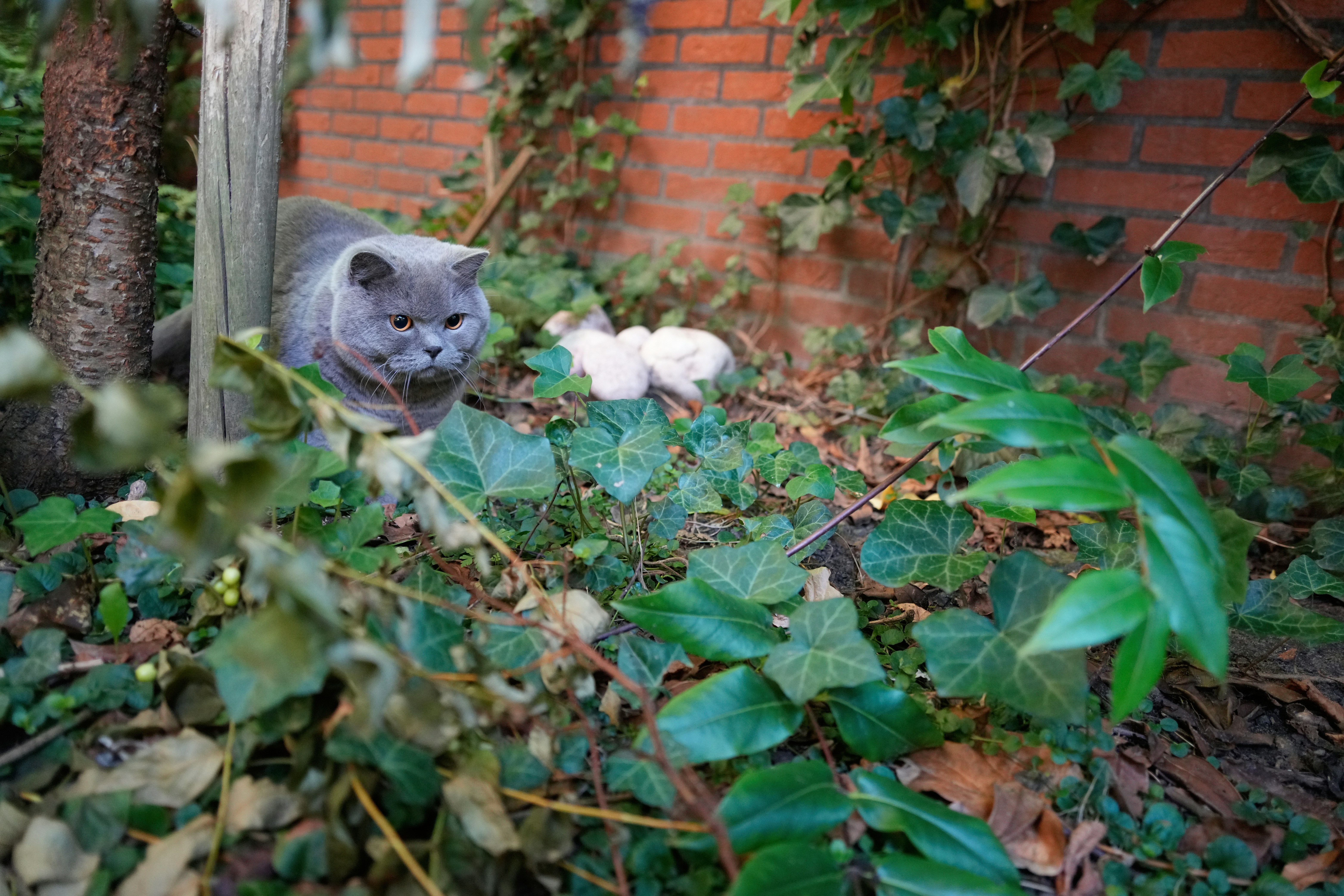 Two cats playing in a garden.