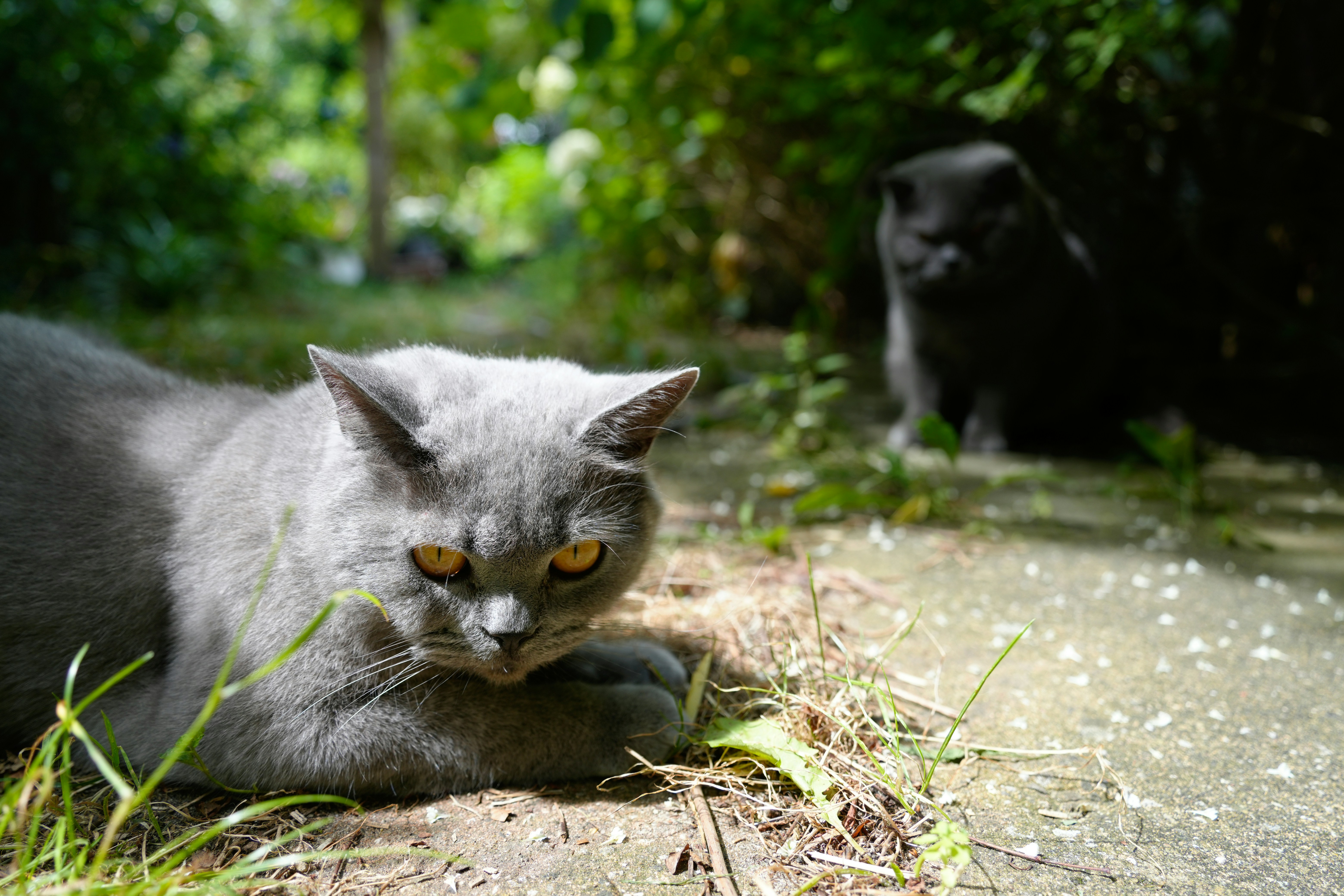 Photo by oscarfickel3