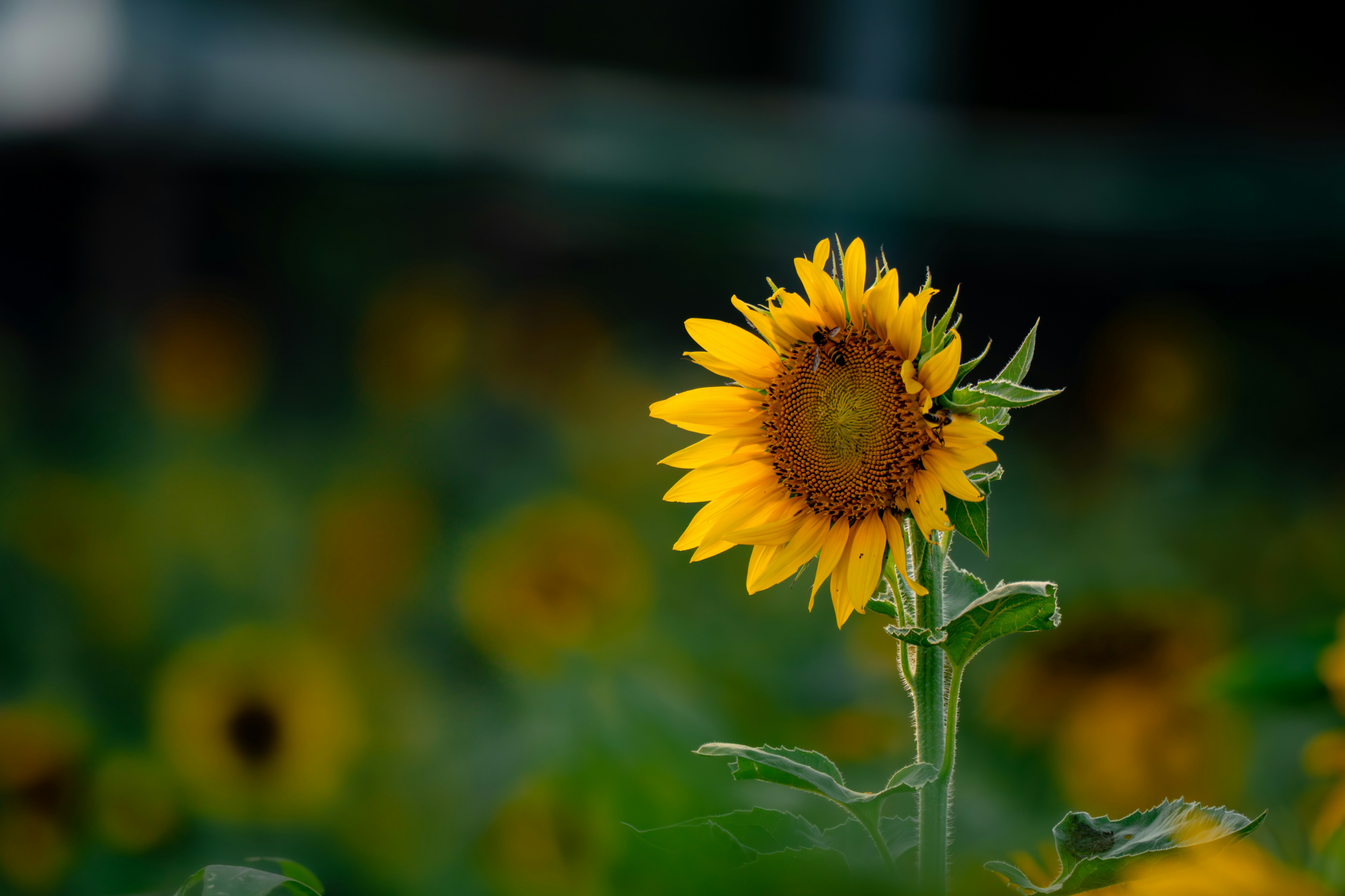 Photo by sleeba_thomas