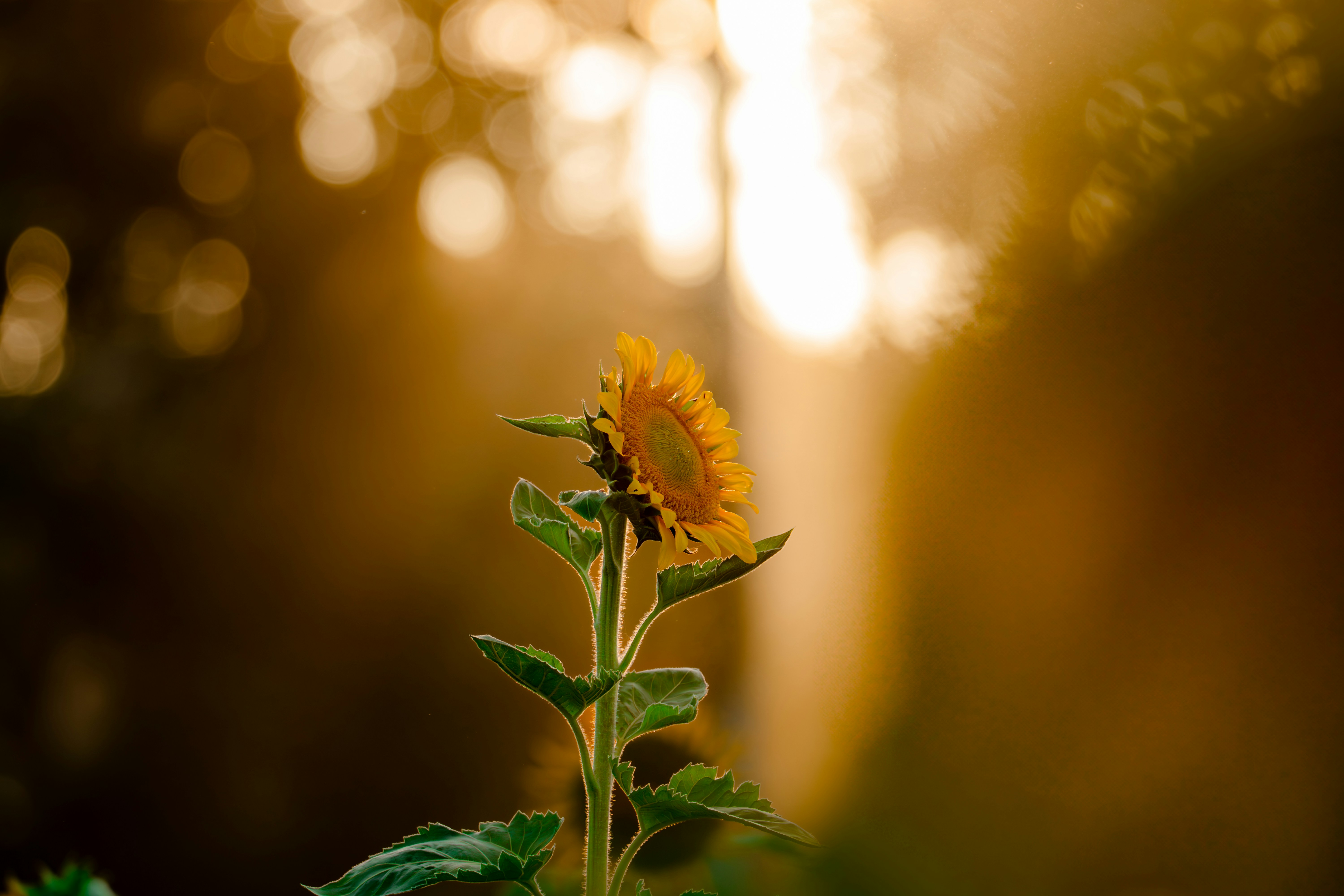 Photo by sleeba_thomas