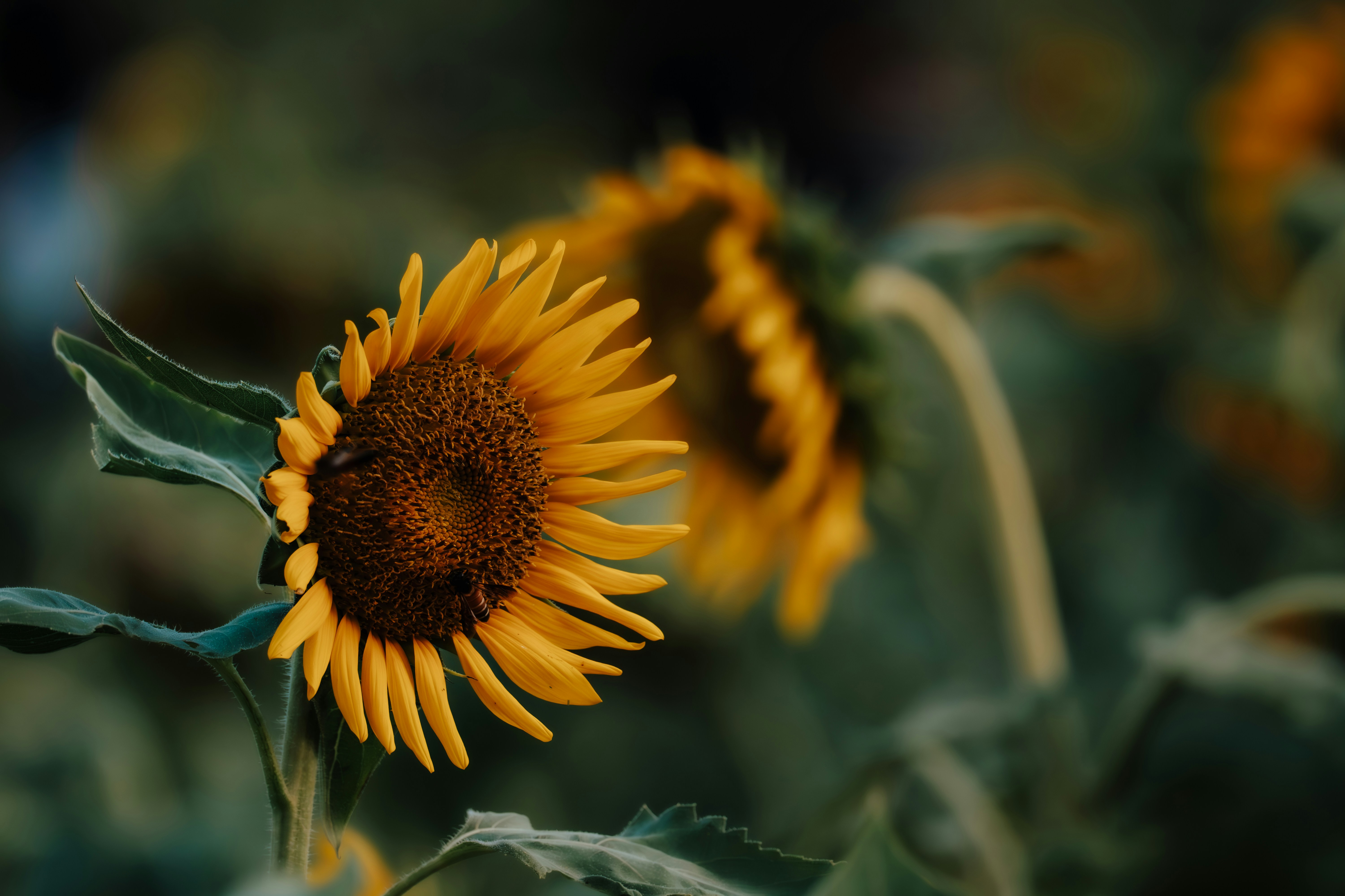 Photo by sleeba_thomas