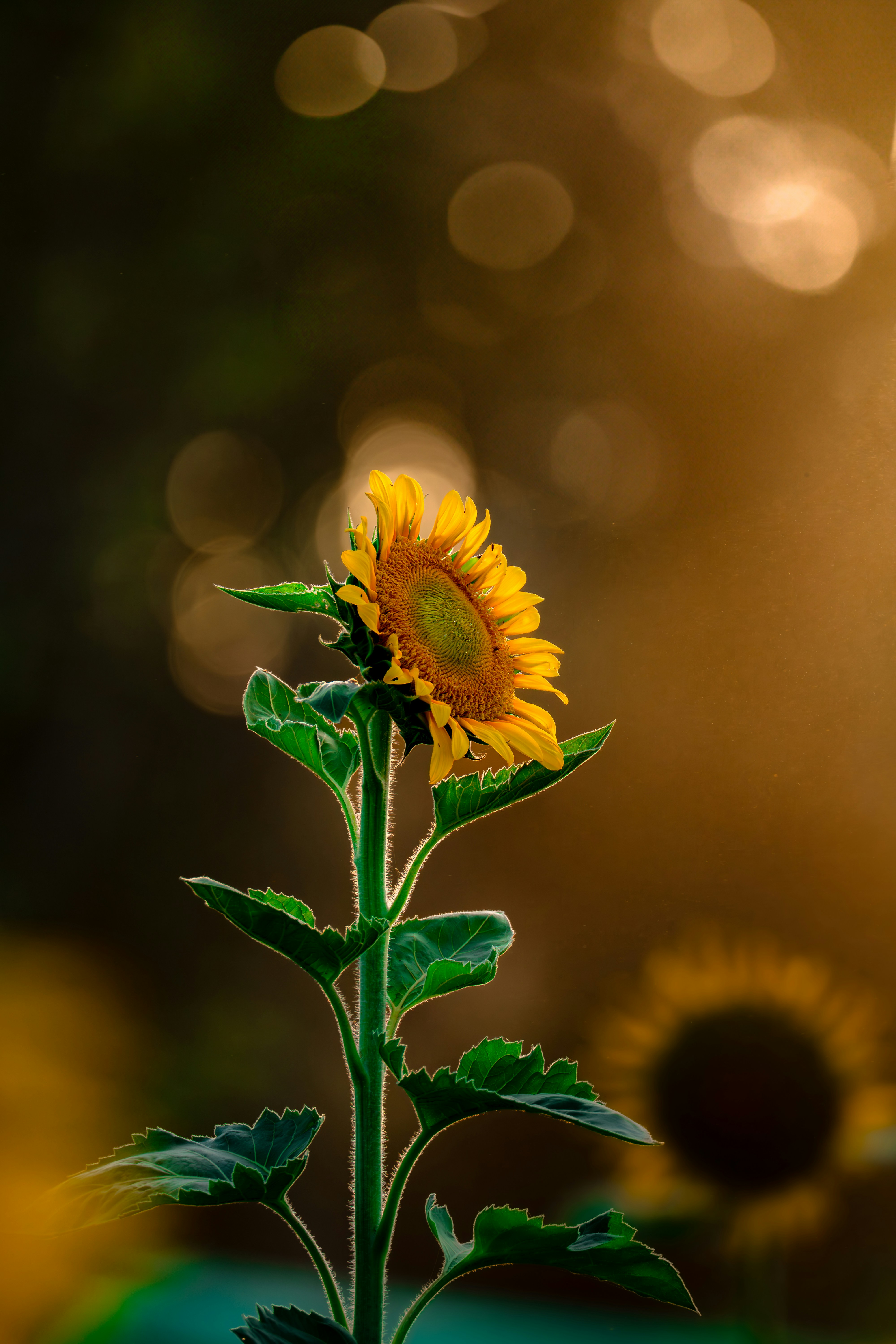 Photo by sleeba_thomas