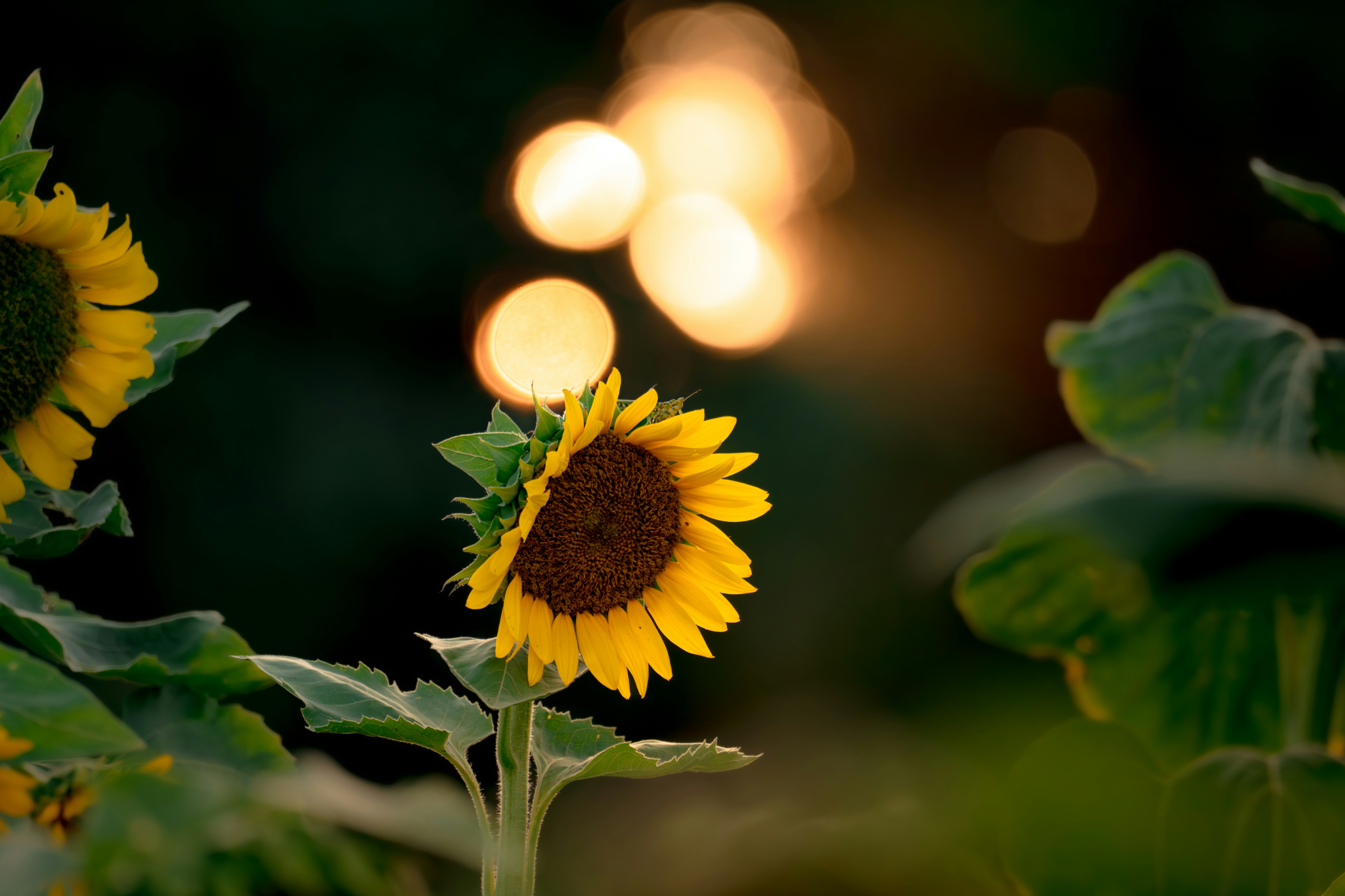 Photo by sleeba_thomas