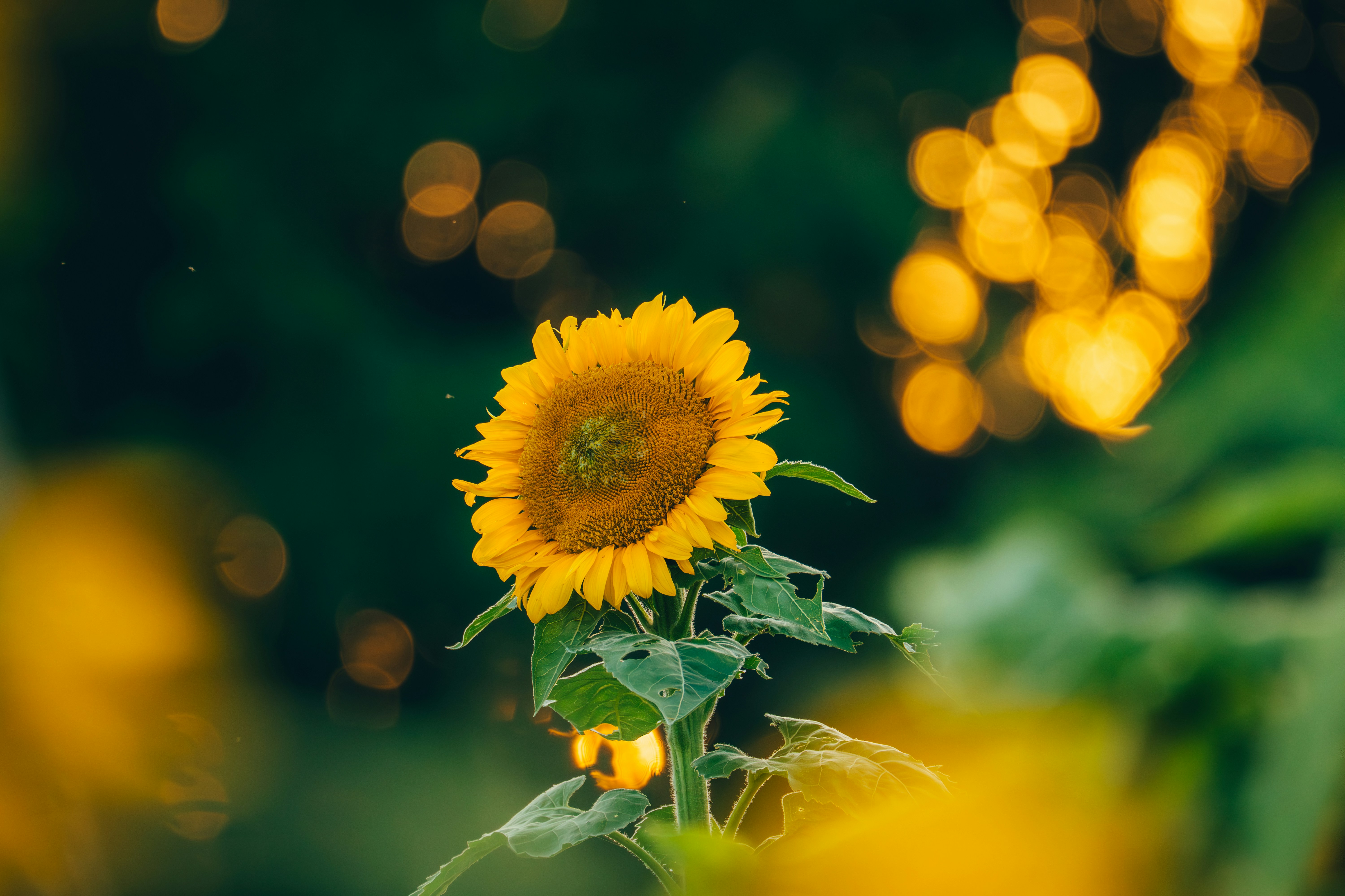 Photo by sleeba_thomas