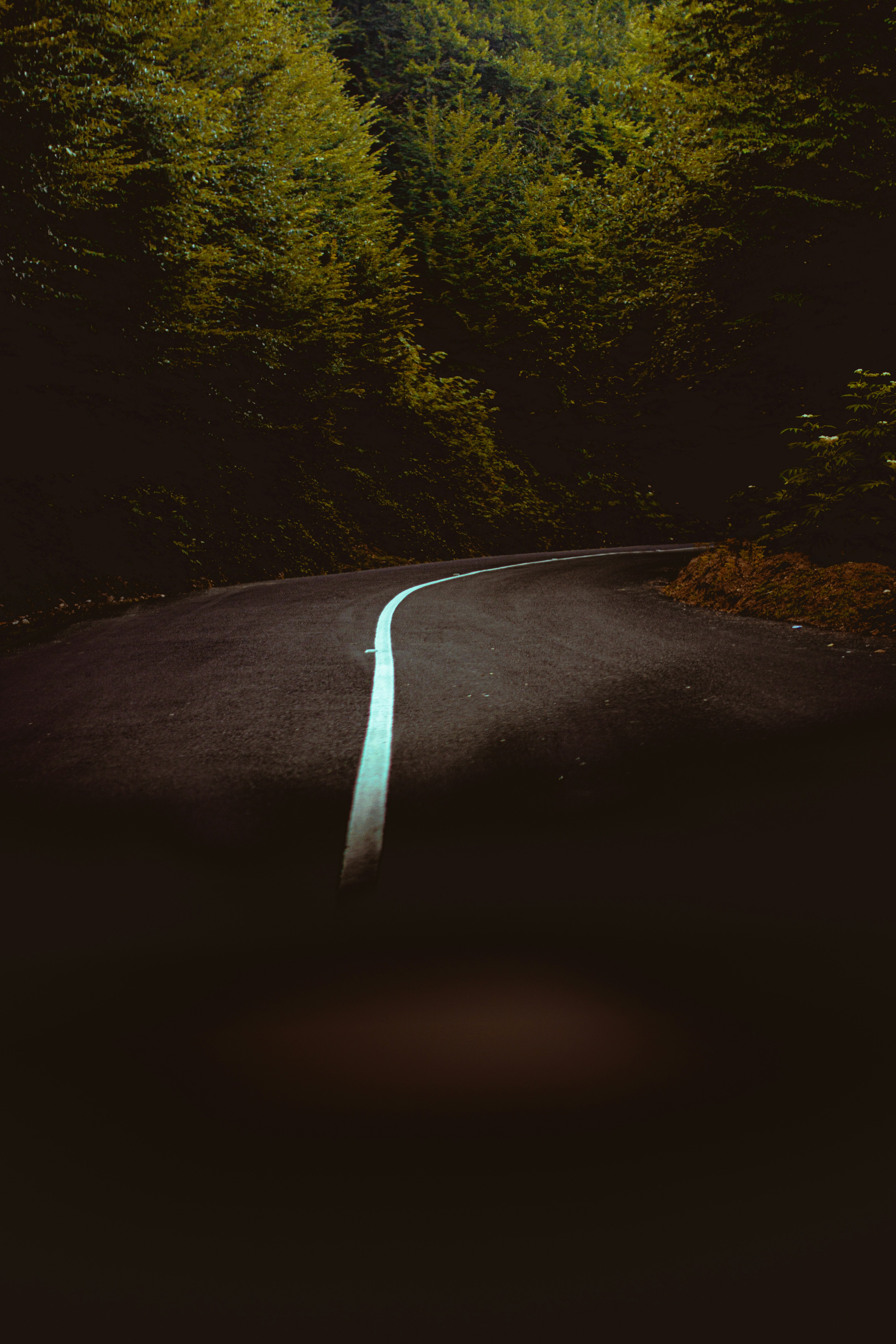 Curvas de estrada através de uma floresta escura.