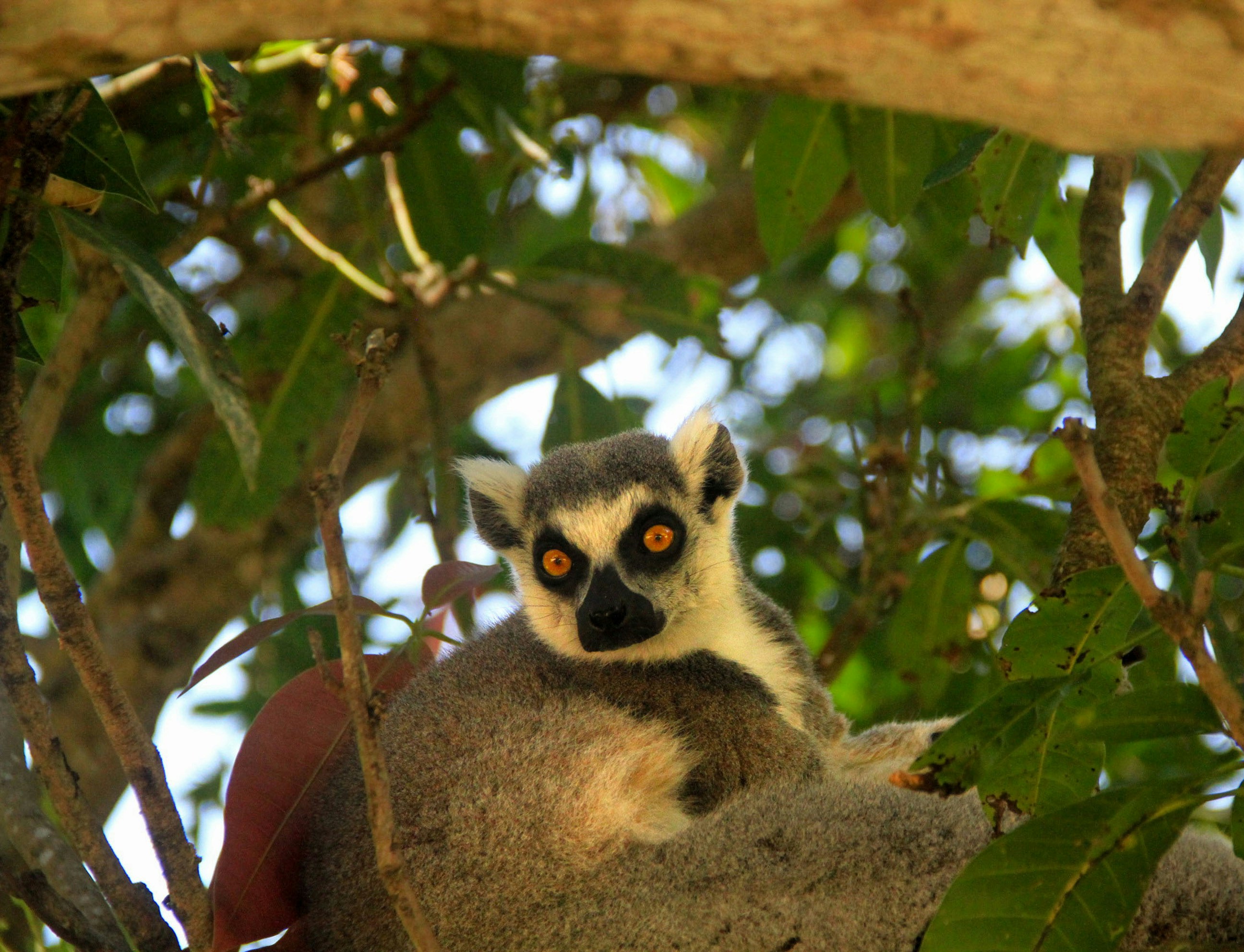 Matanam, Madagascar - A lemur stares with quiet focus.