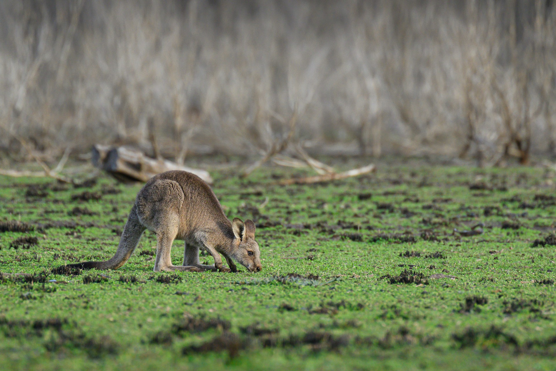 A kangaroo grazes on the green grass.