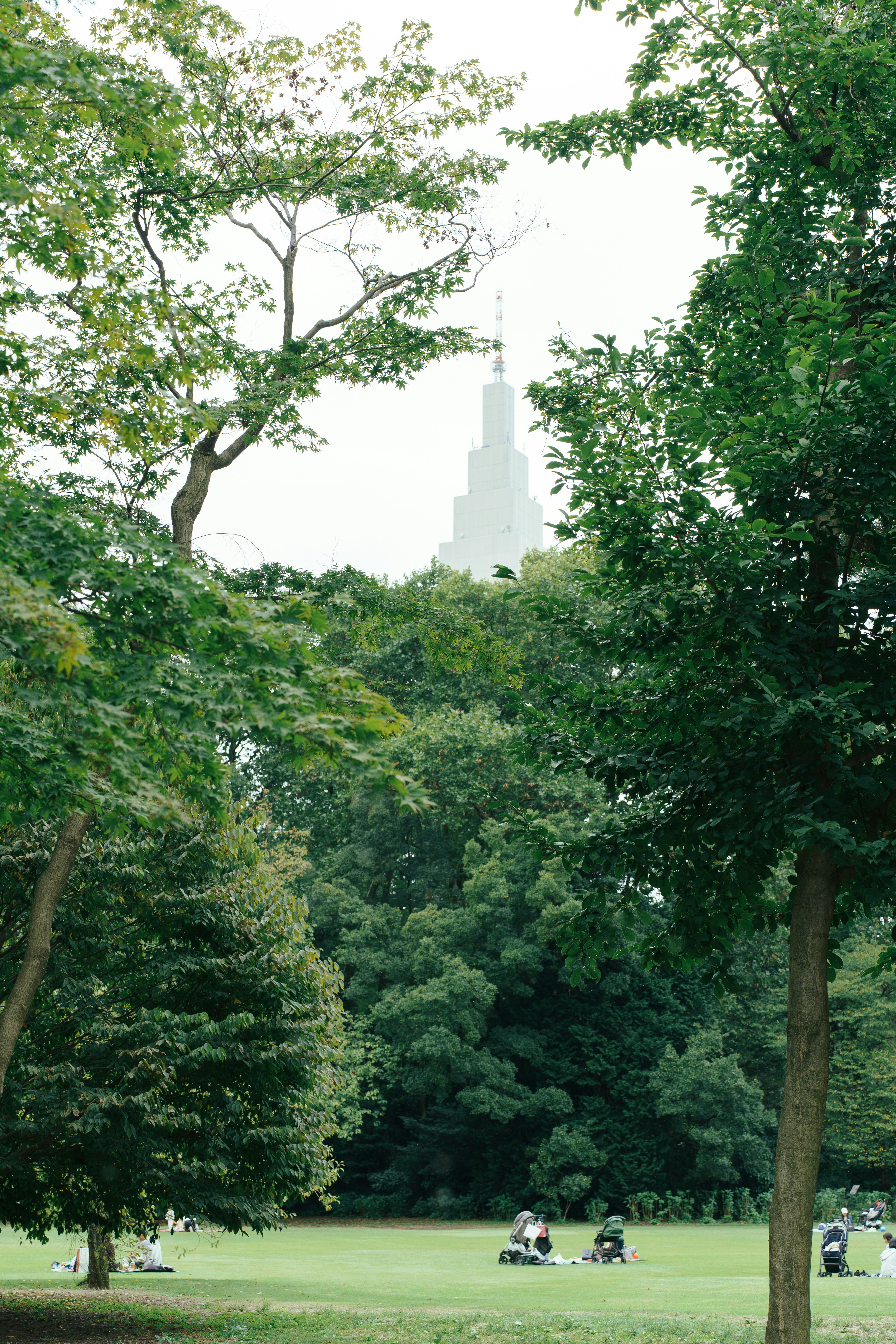 Trees frame a park with a building in the distance.