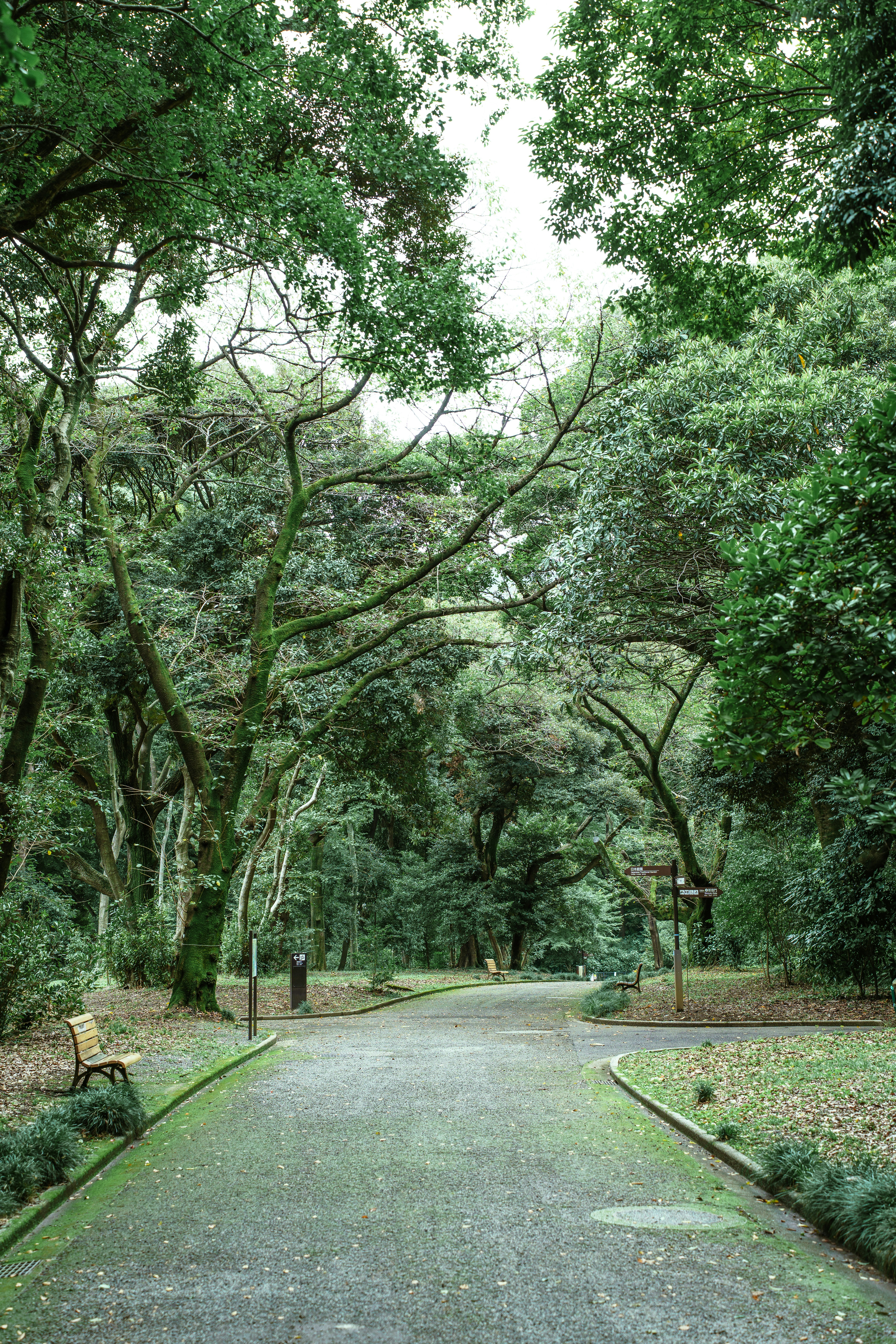 Stone path winding through lush greenery at Shinjuku Gyoen Park, Tokyo Japan