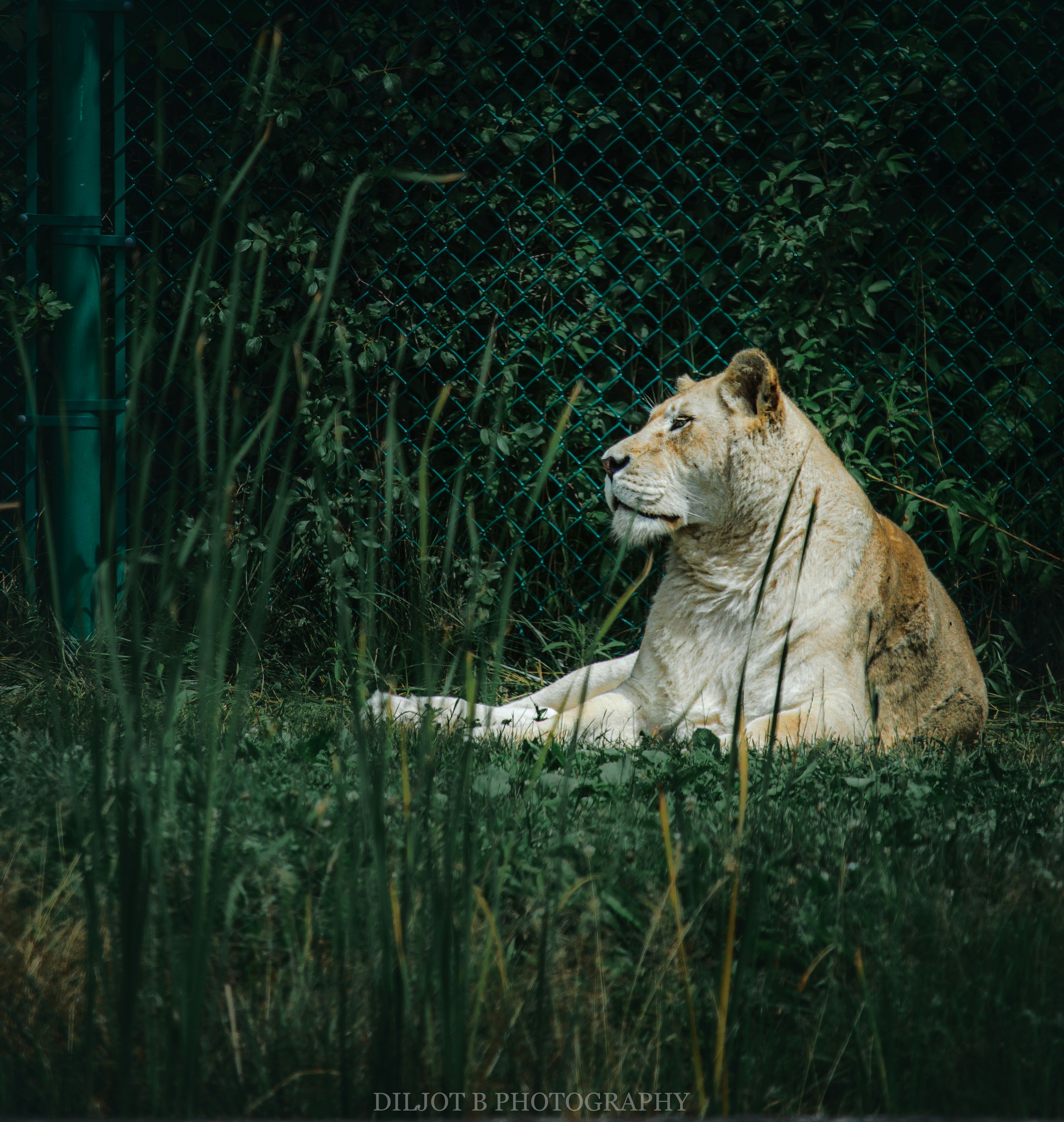 Photo by diljotbphotography