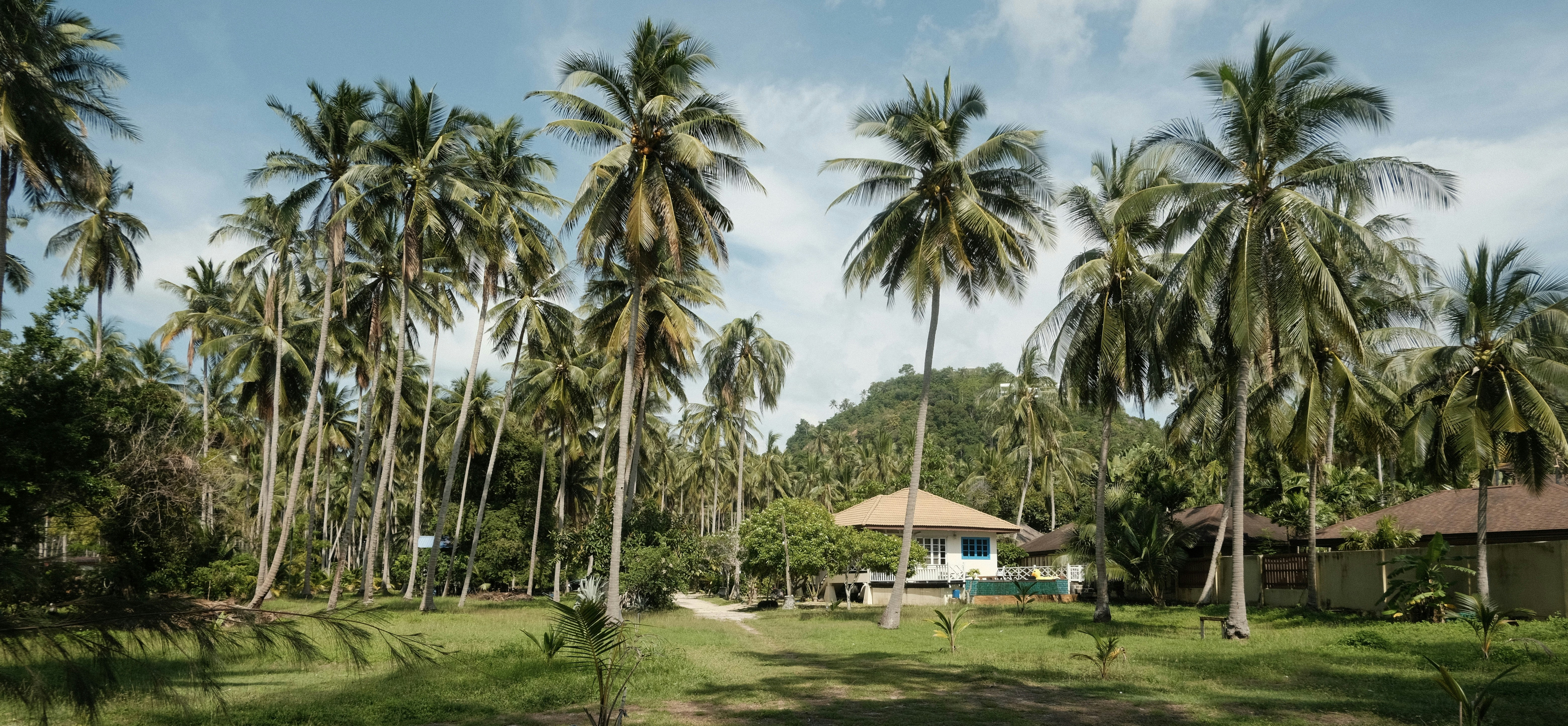Palm trees surround a house in a tropical landscape.