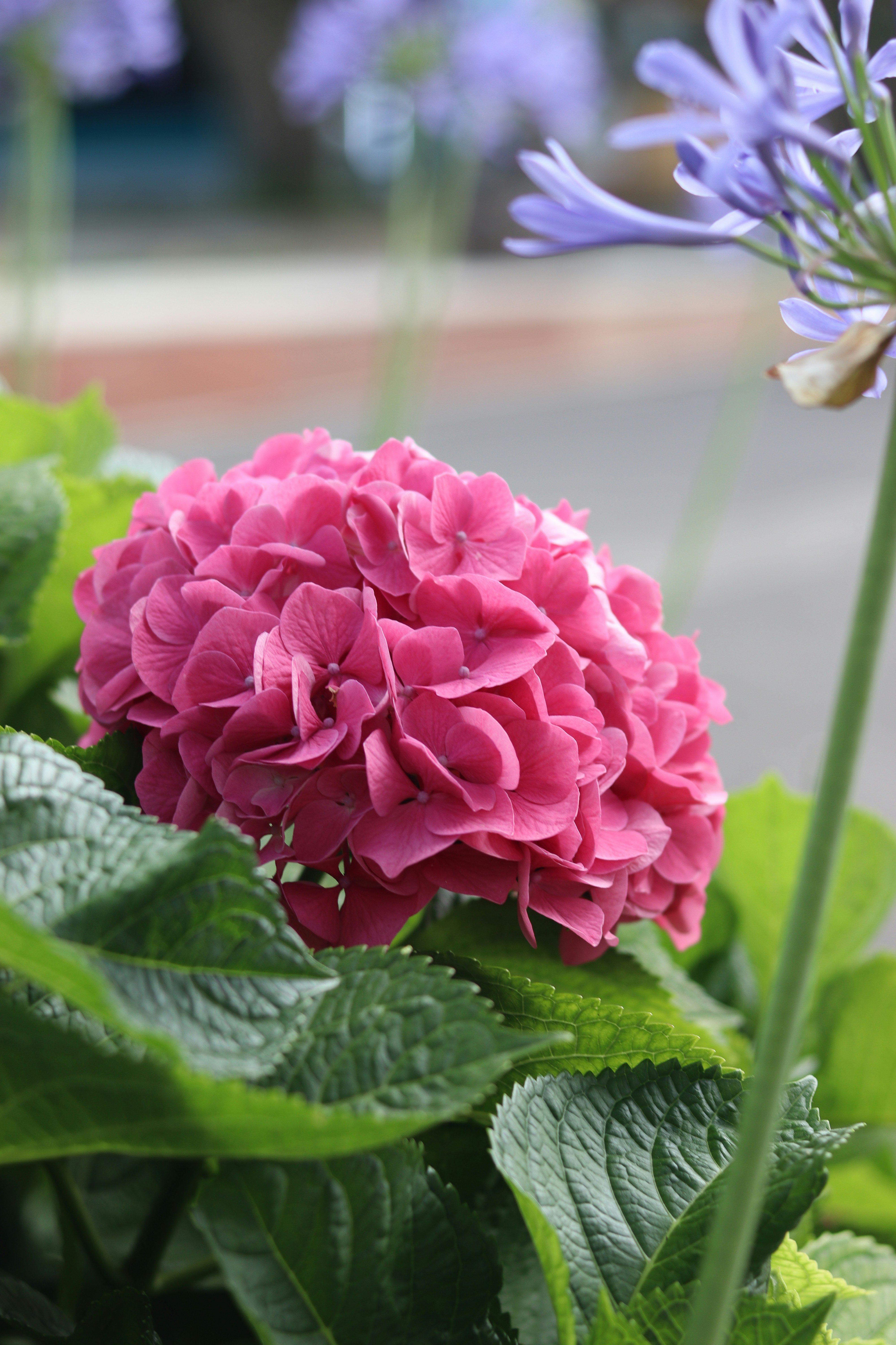 A pink hydrangea bloom in a garden.