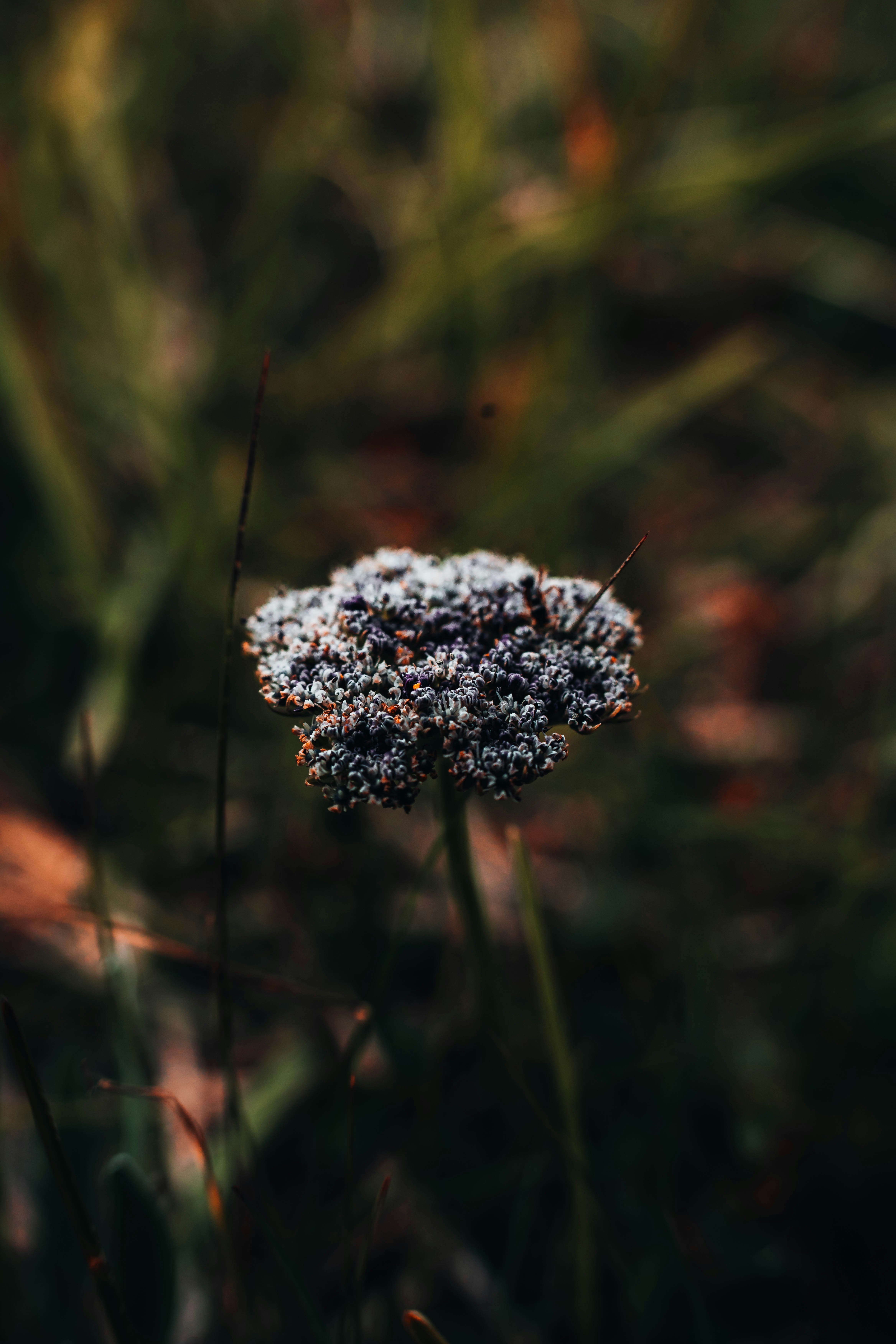 Photo by jonasdegener