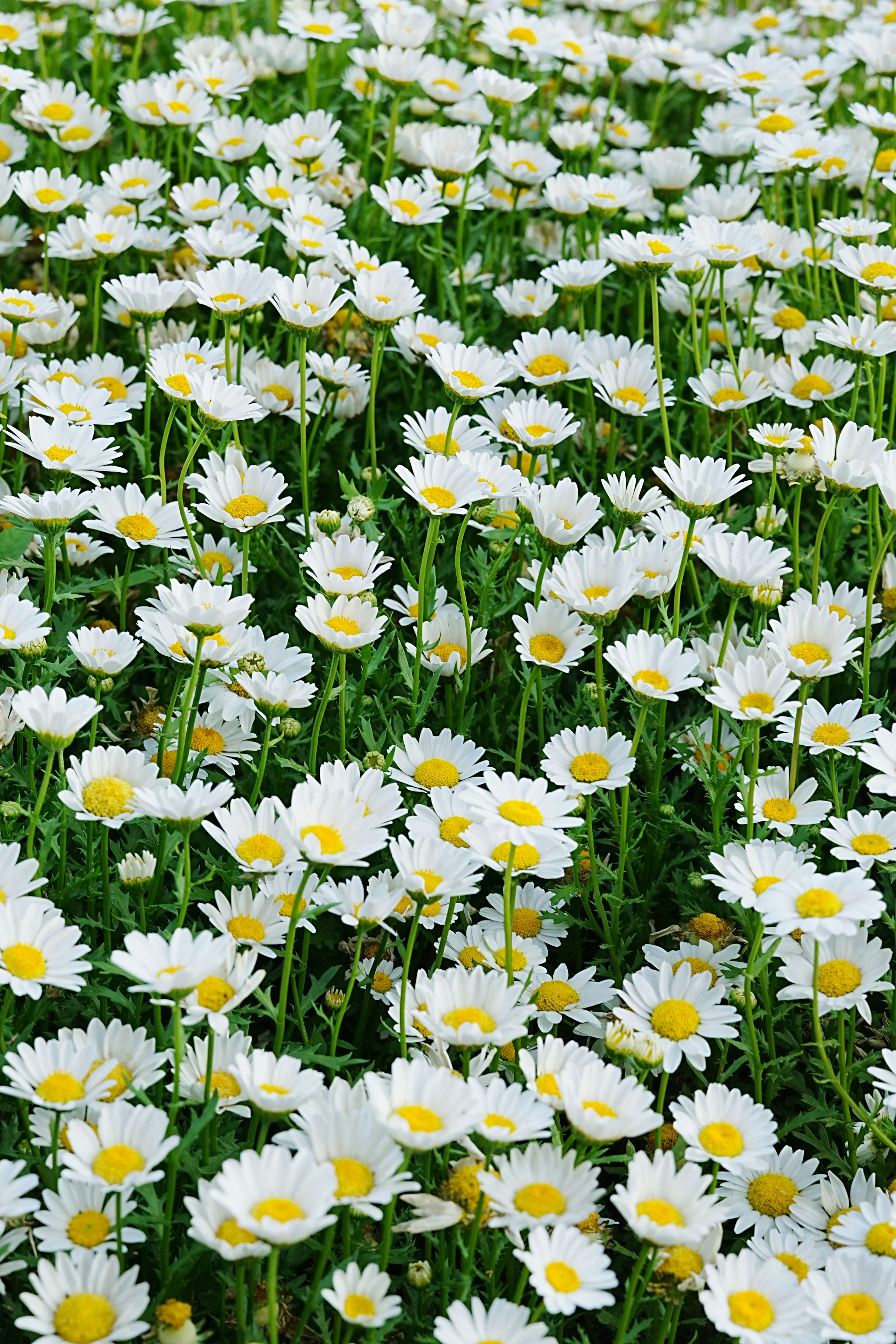 Un campo de margaritas blancas en plena floración. foto – Imagen de Flor  gratuita en Unsplash, image size:3000x4500