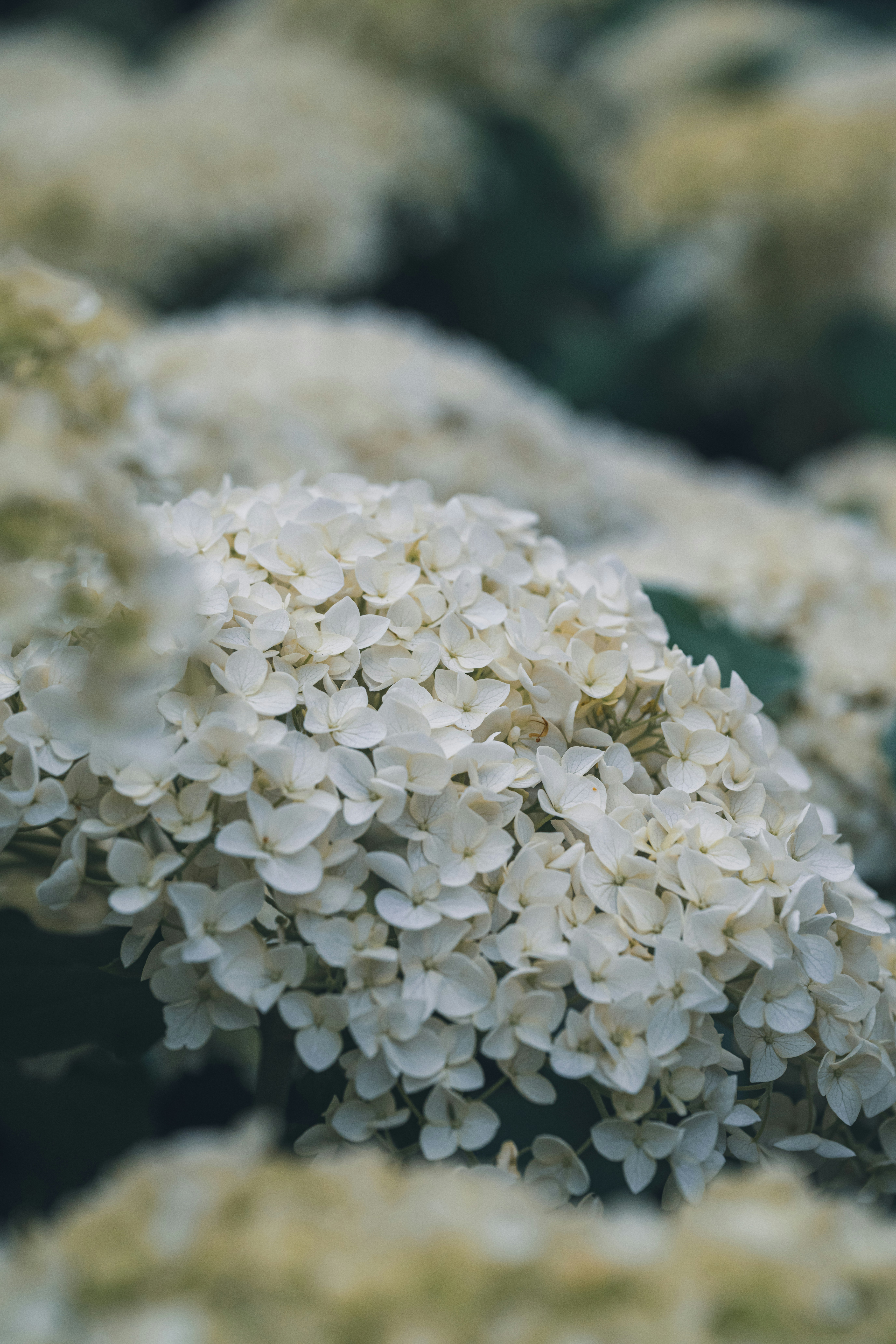 Photo by andreystrizhkov