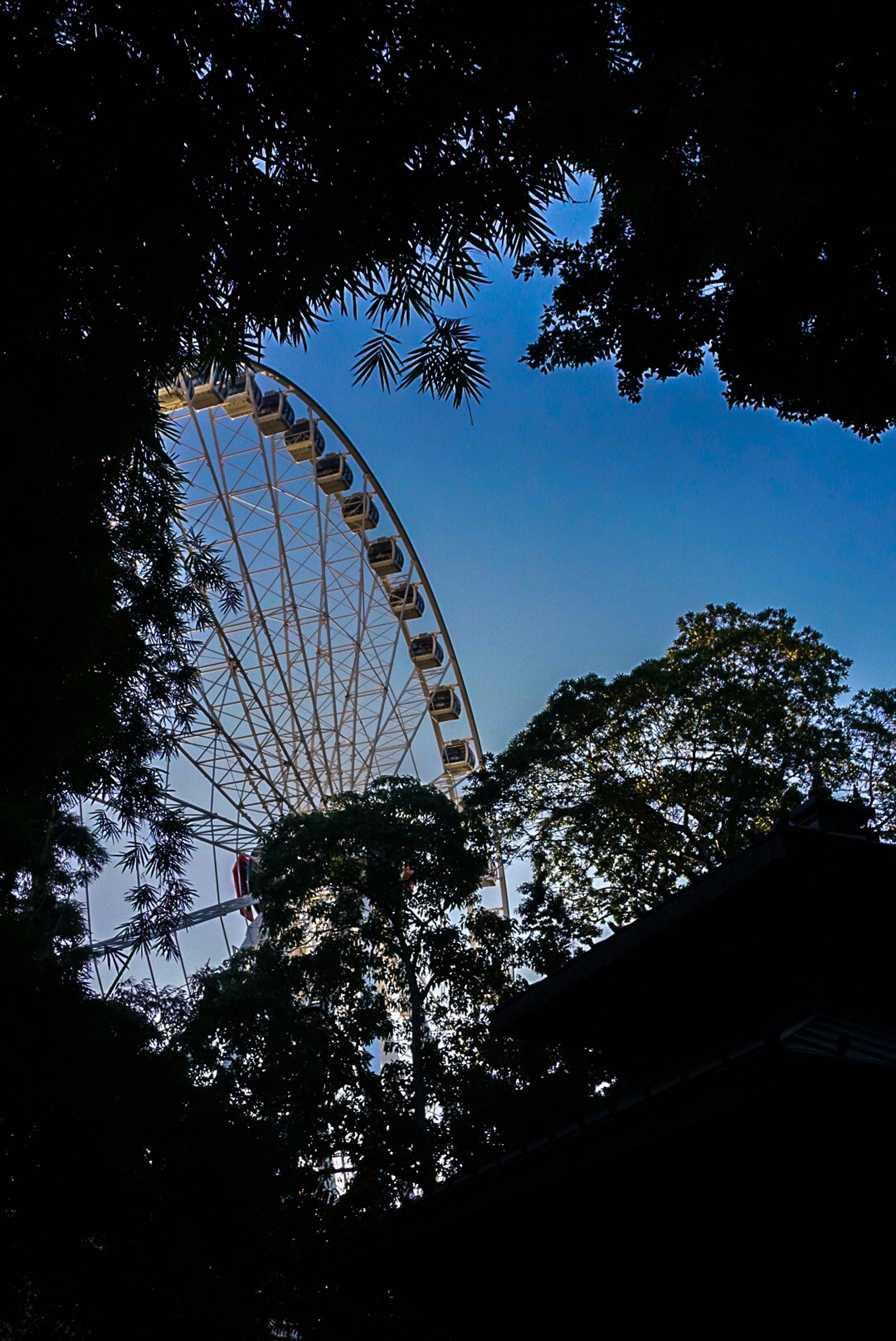Ruota panoramica che fa capolino tra i rami degli alberi contro il cielo.