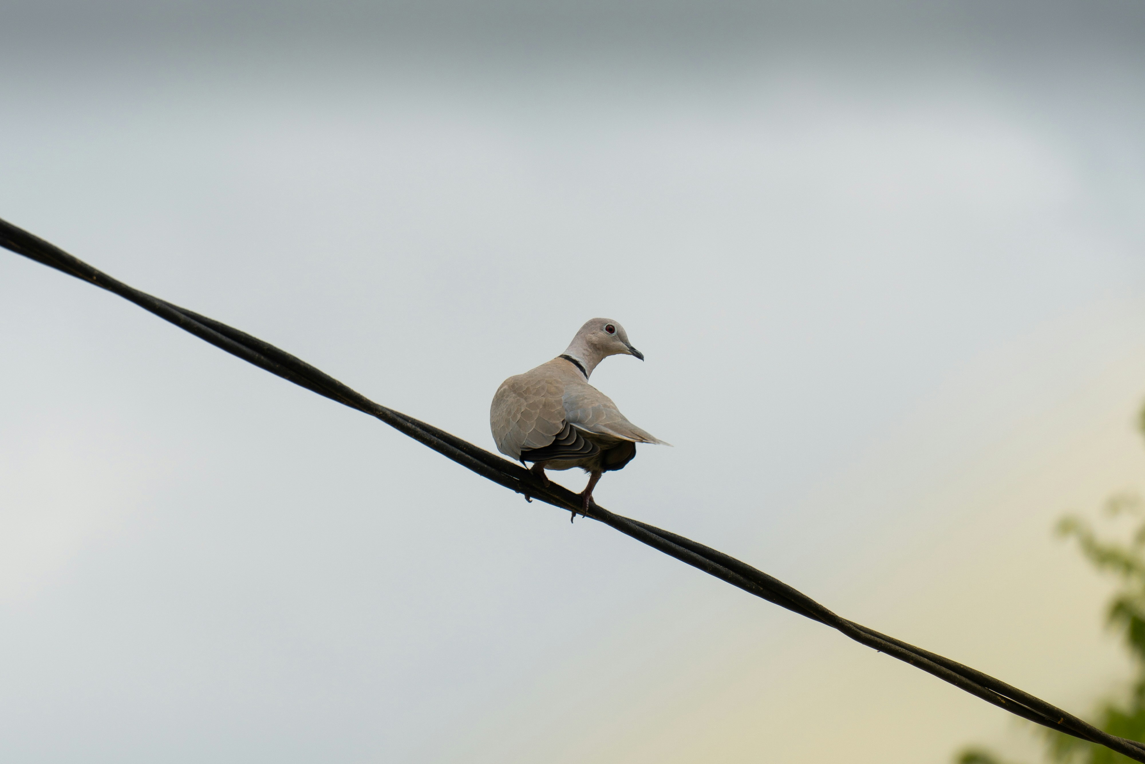 A dove rests on a power line.