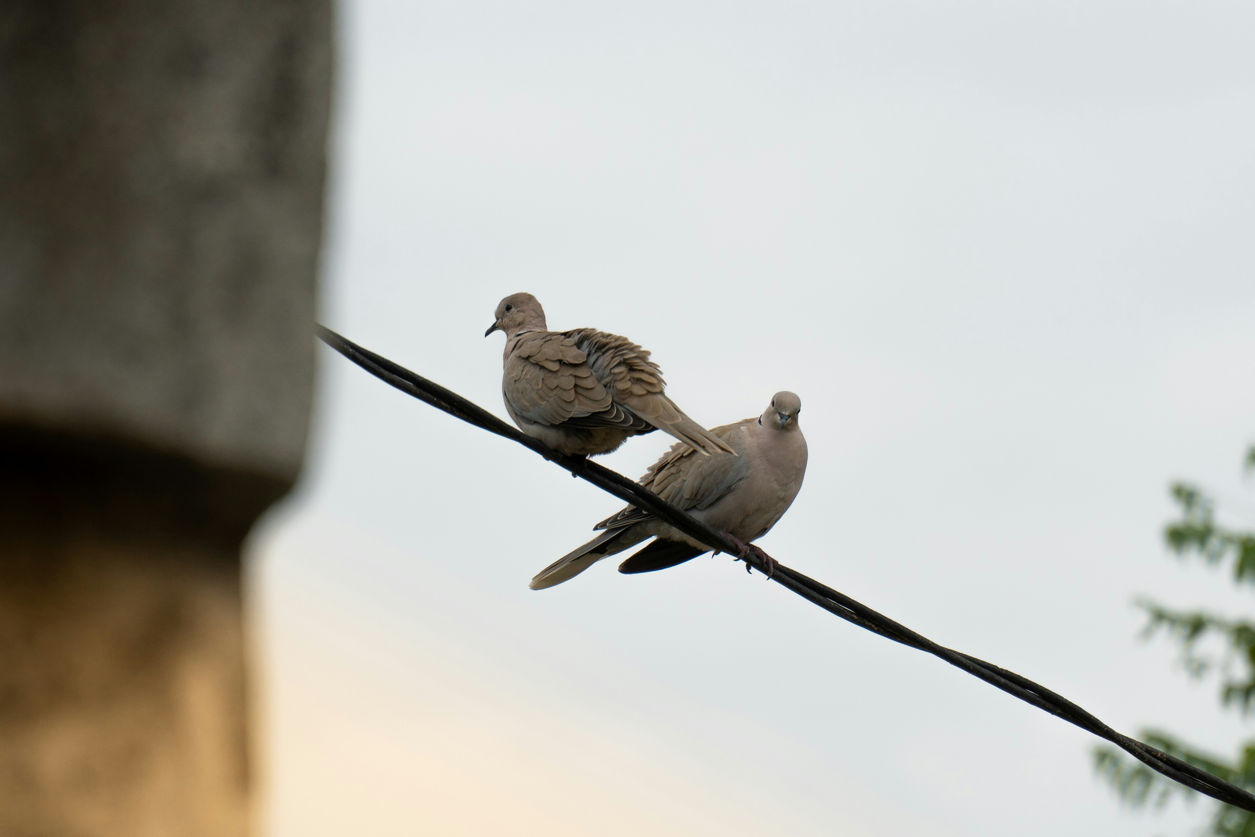 Two doves perch on a wire under a cloudy sky.