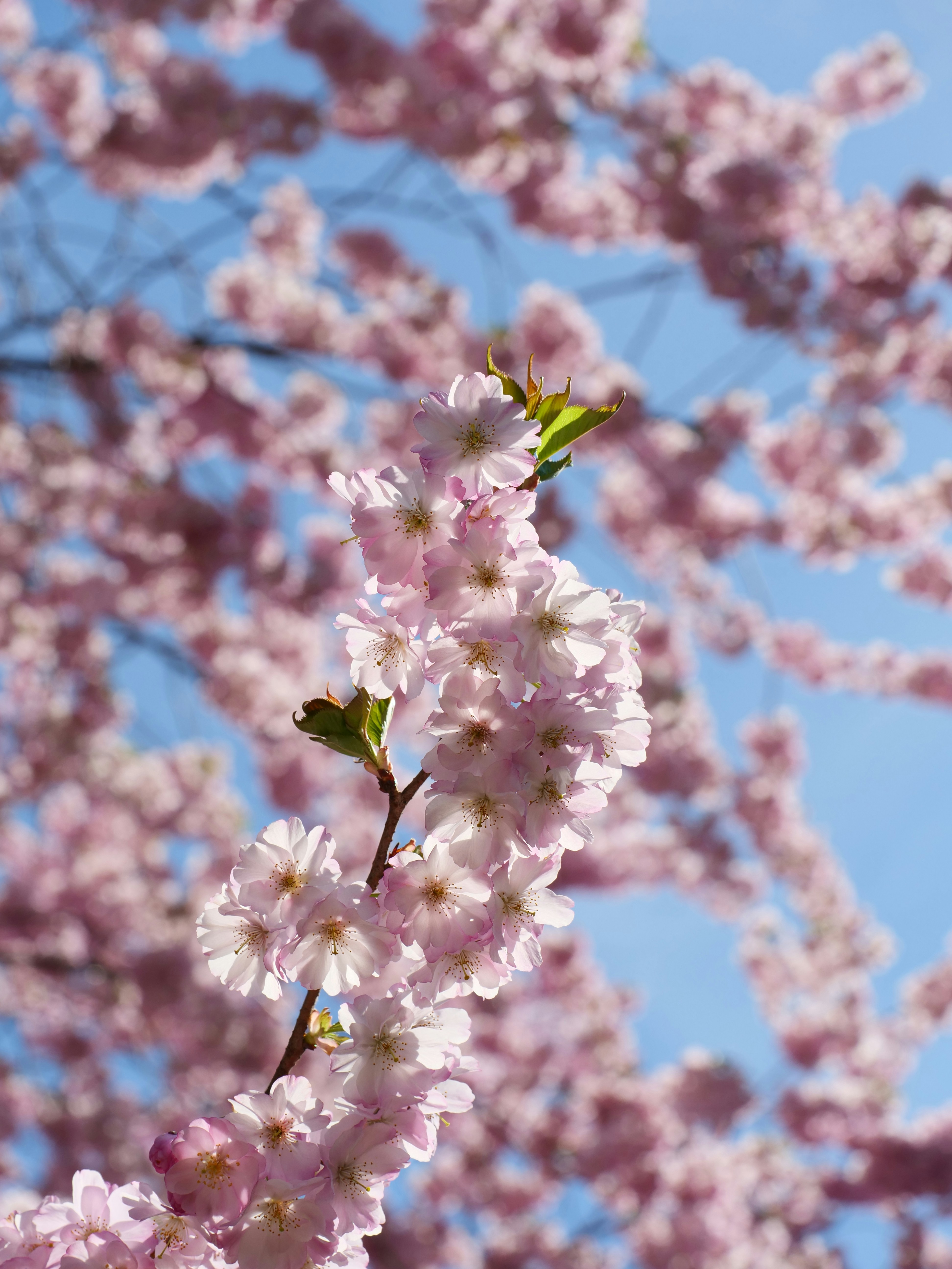 Photo by nimbus_vulpis