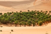 An oasis blooms amidst the desert sands.