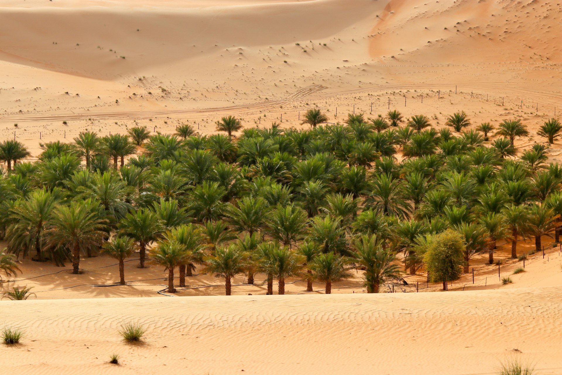 Liwa oasis blooming amidst Abu Dhabi desert sands