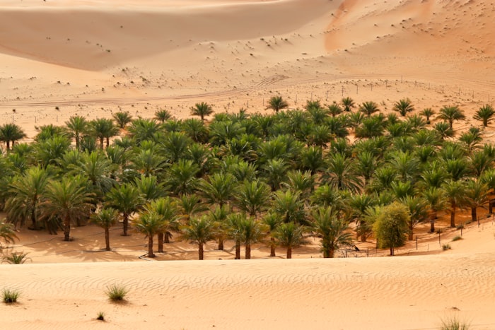 Liwa oasis green palms blooming in Abu Dhabi desert sands