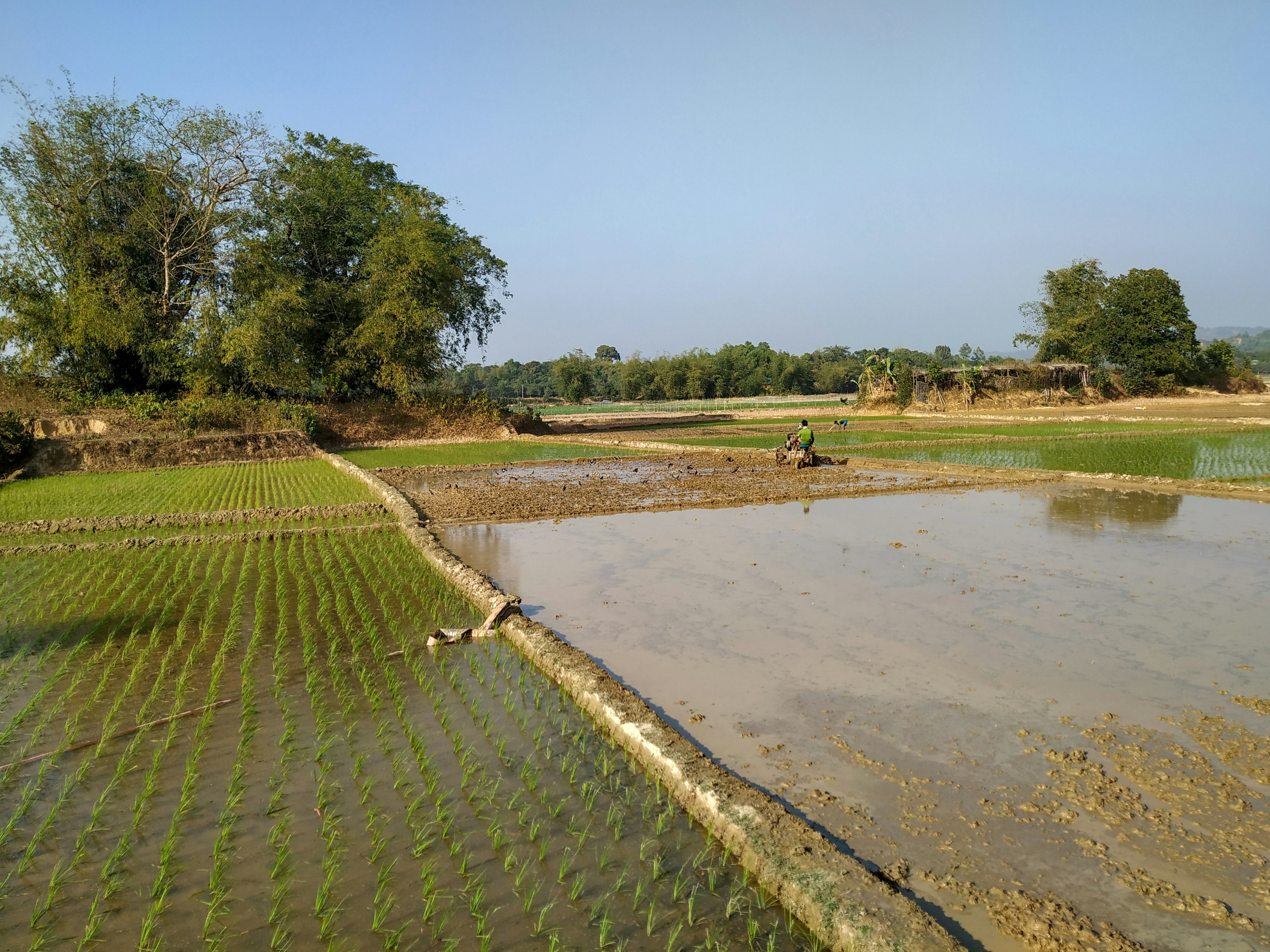 Rice fields and trees under a clear, blue sky.