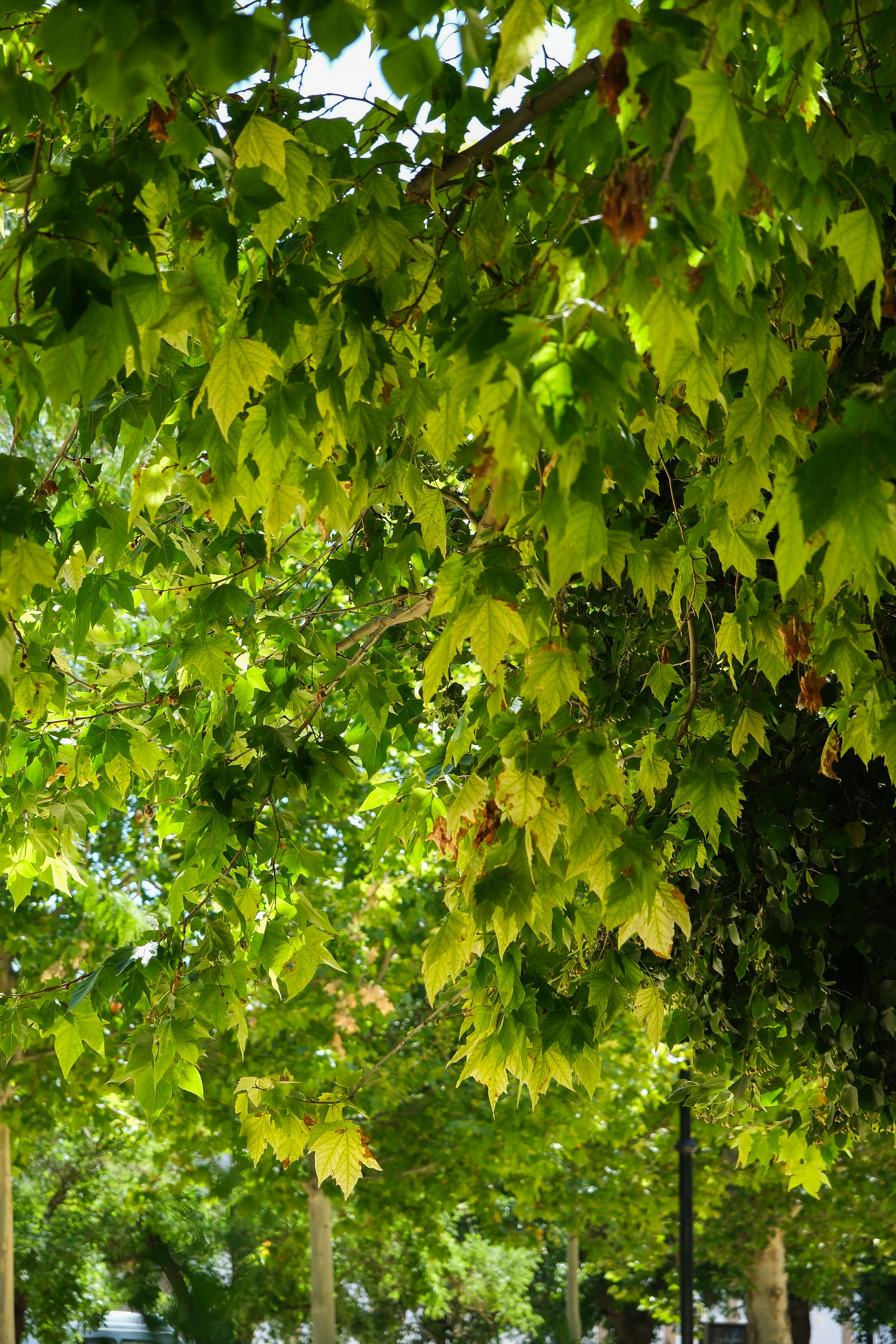 Photo by raulmermans