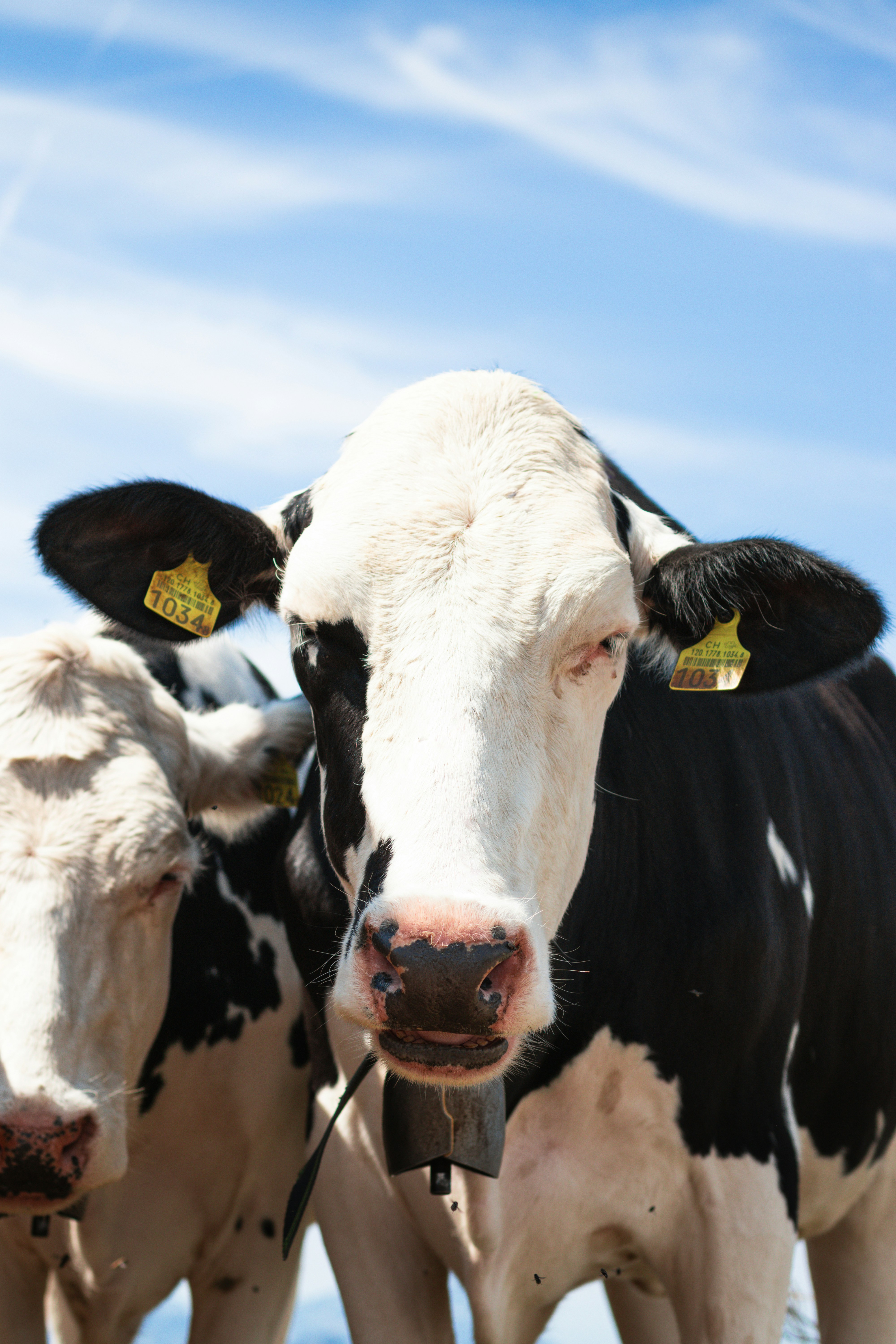Two cows stare intently against a bright blue sky.