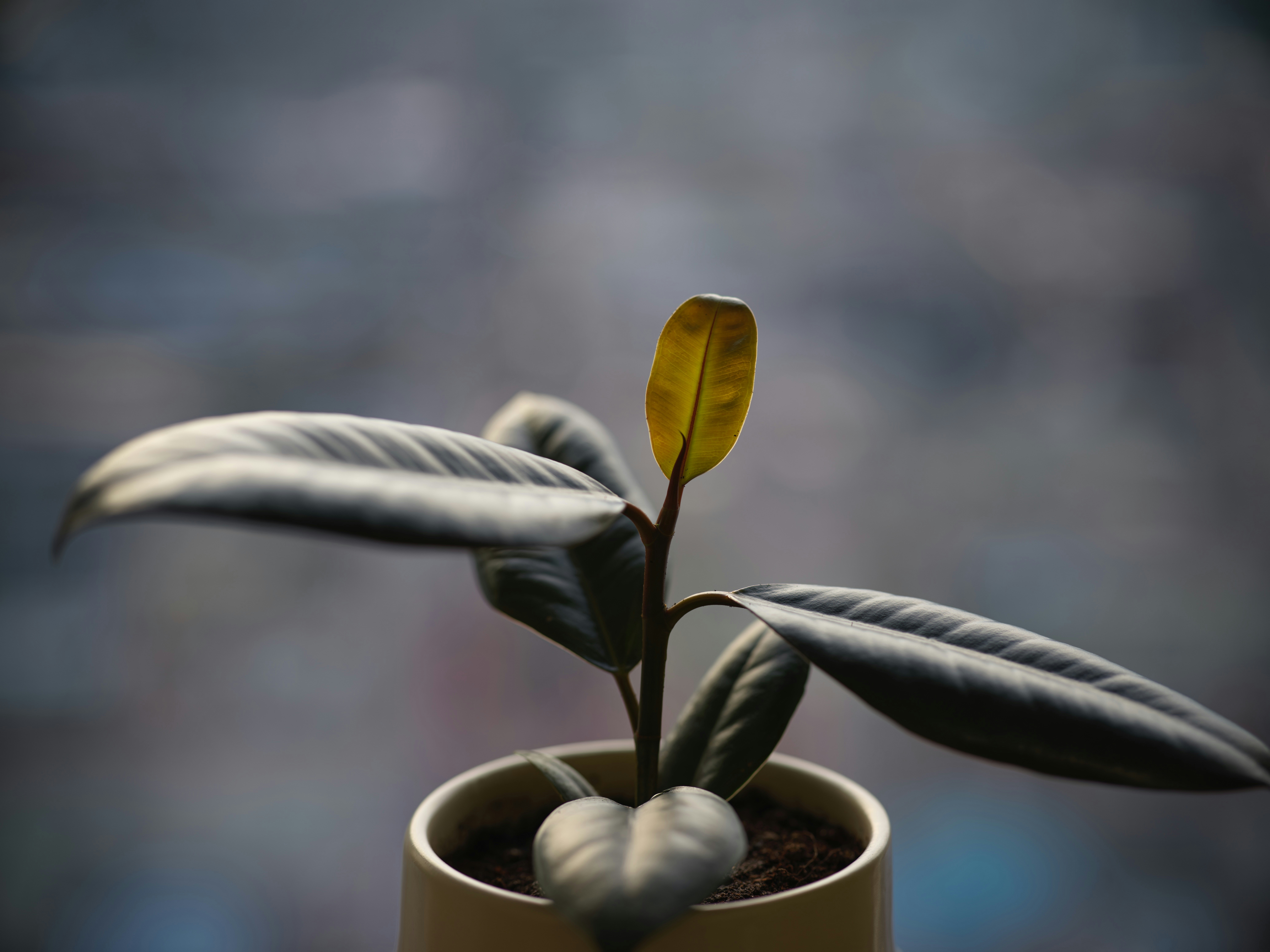 TikTok Growth Strategy 2025: Repurpose YouTube Shorts & Live Shopping to Turn Views into Followers and Revenue