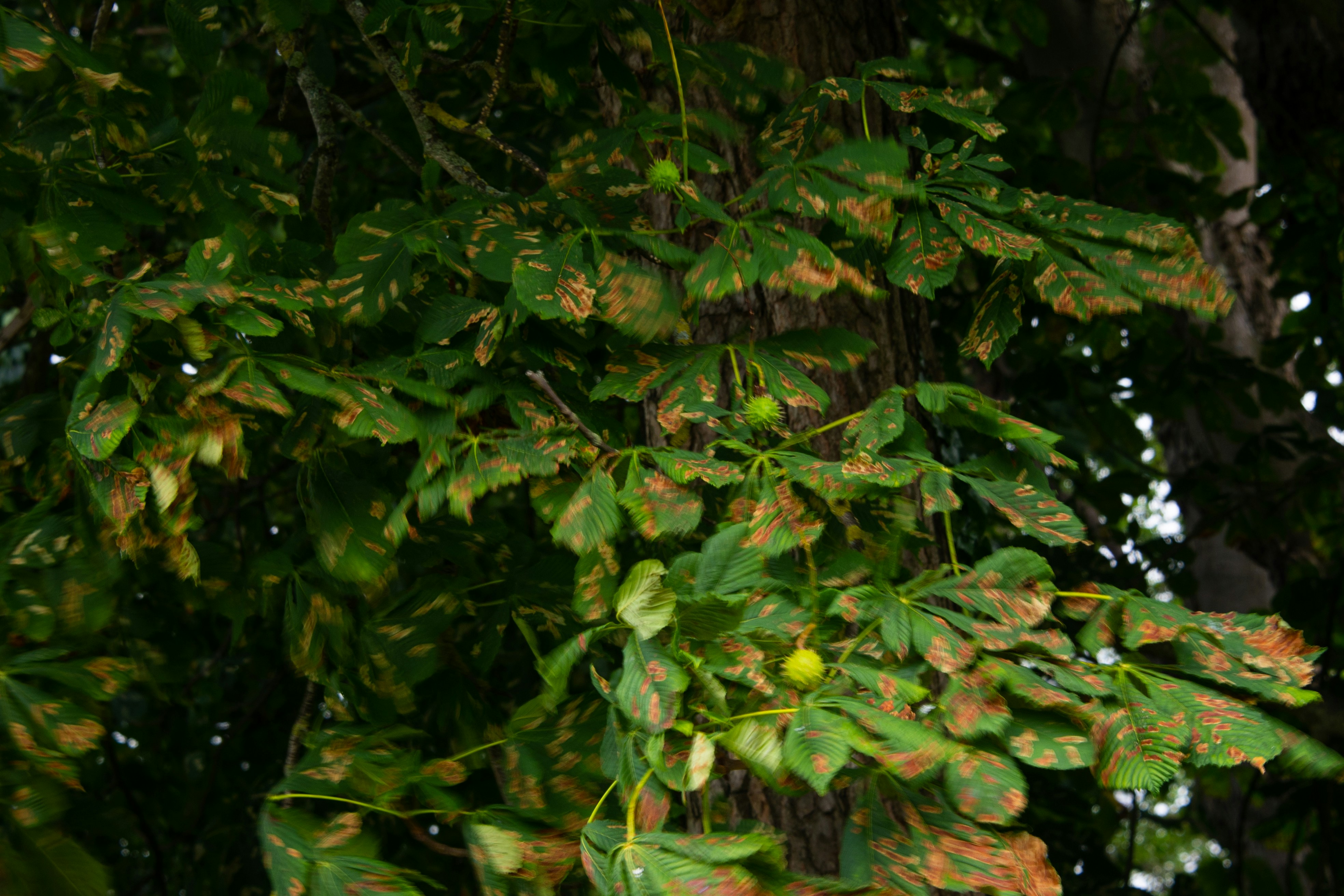 Chestnut tree with leaves and fruit.