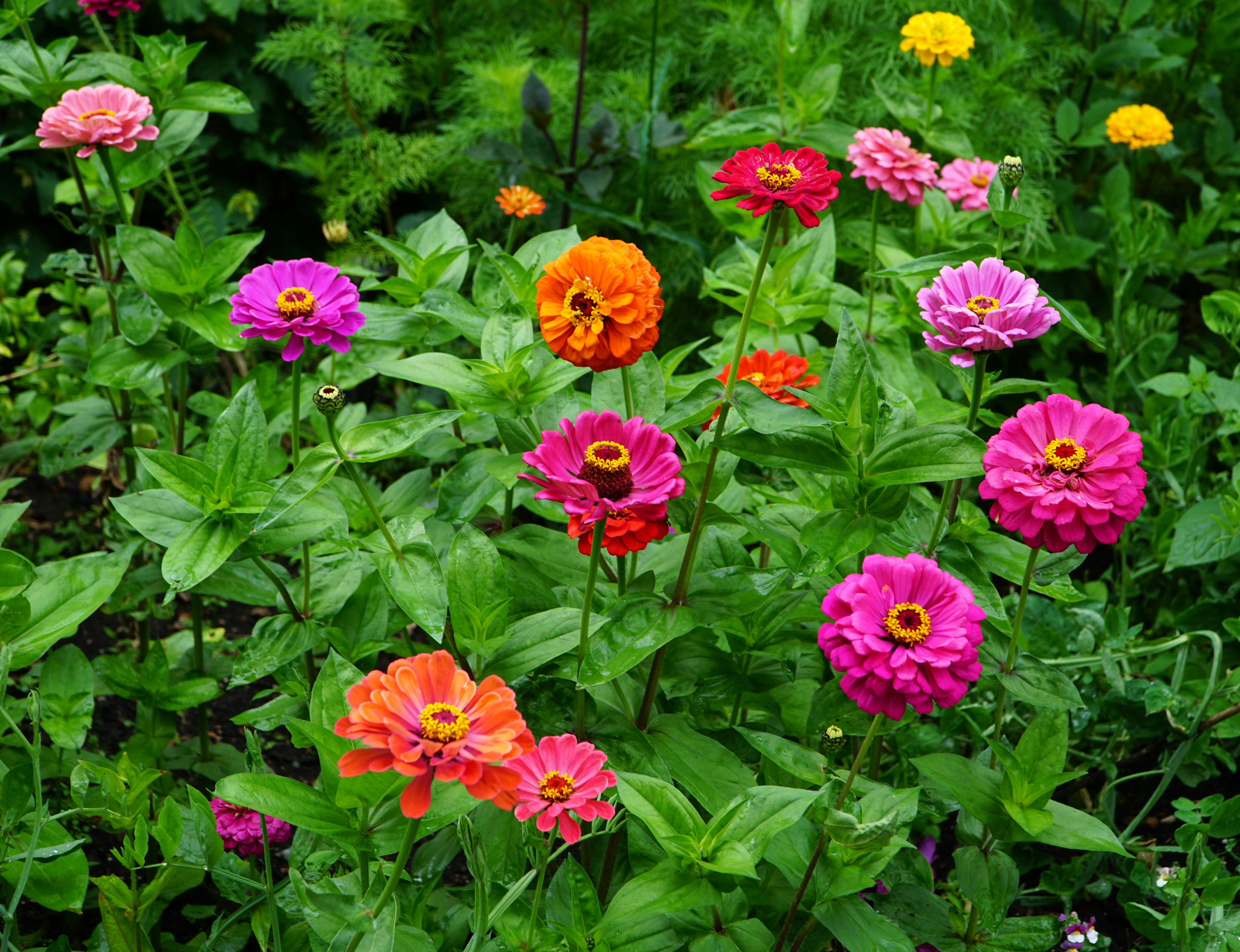 Colorful zinnias bloom beautifully in the garden.