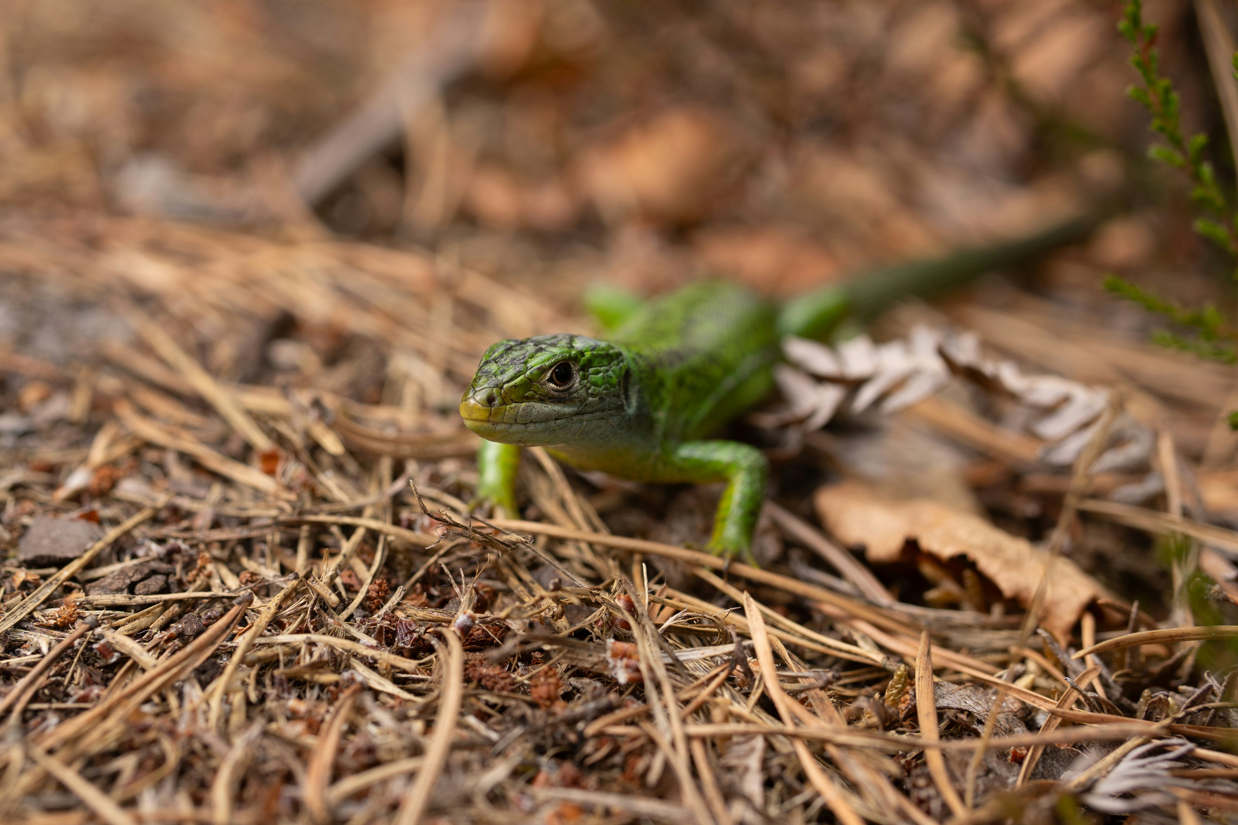 Una lucertola verde striscia tra le foglie secche.