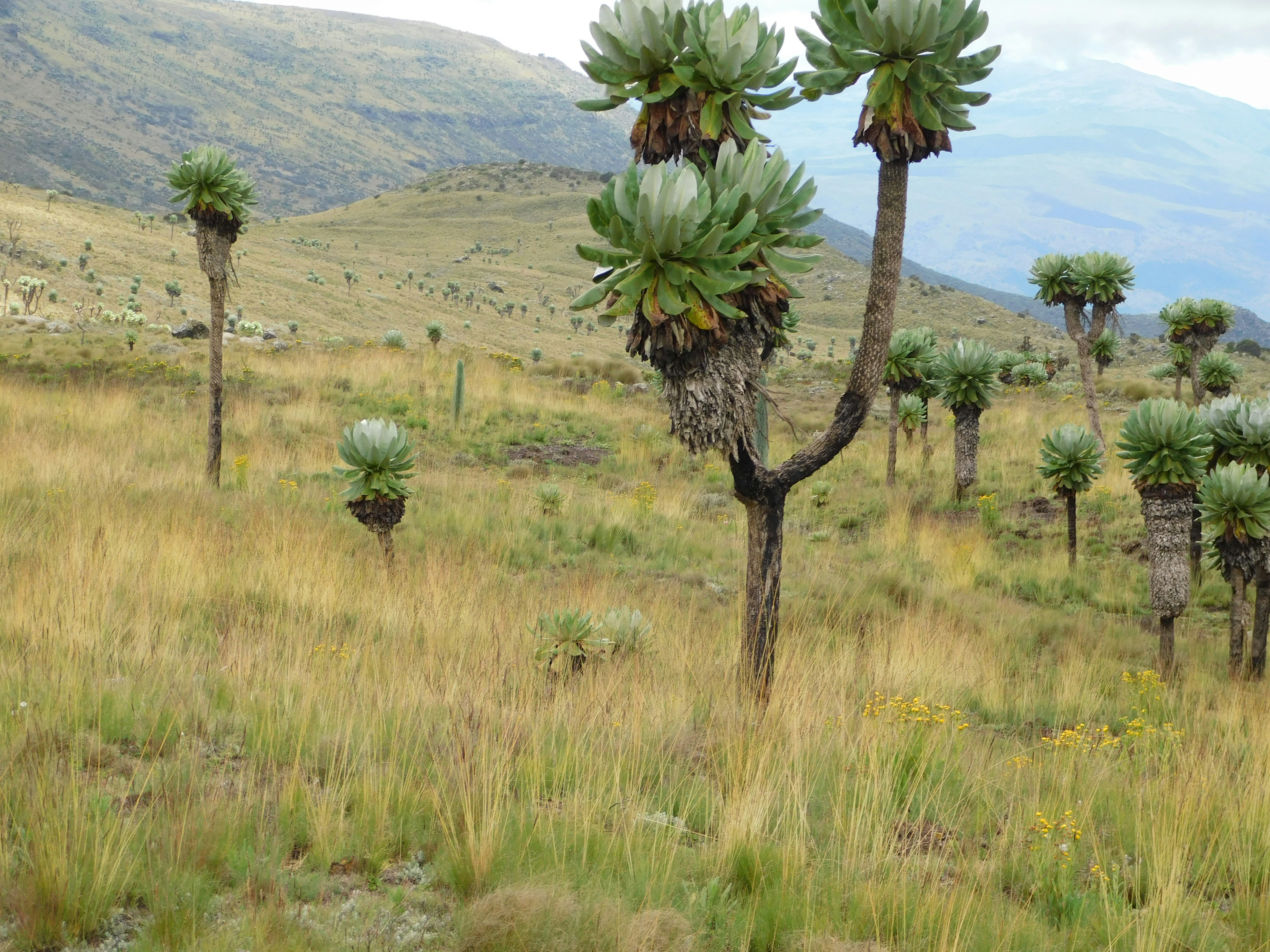 Giant senecios stand tall in a grassy landscape.